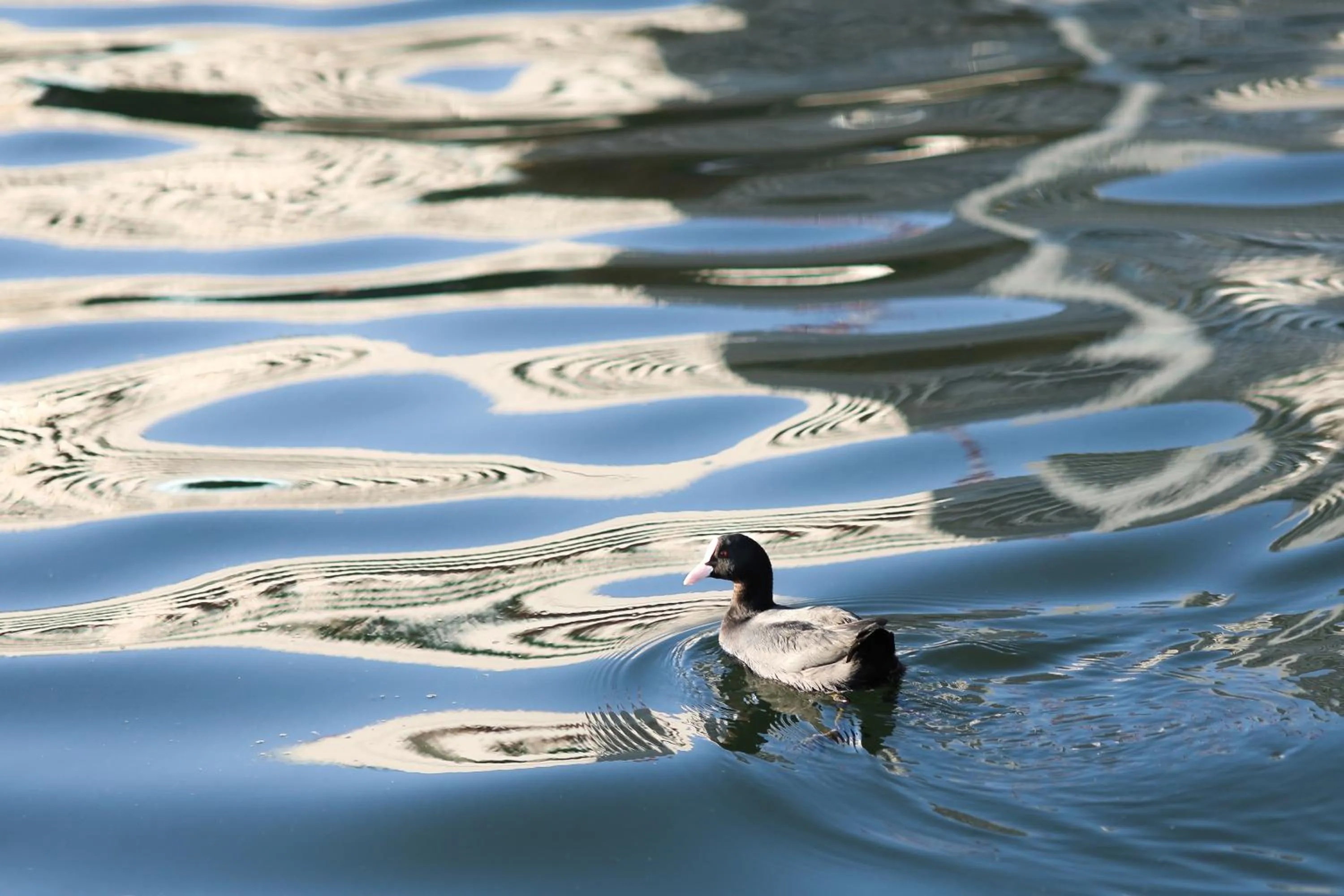 Day in PETALS TOKYO - Floating Hotel