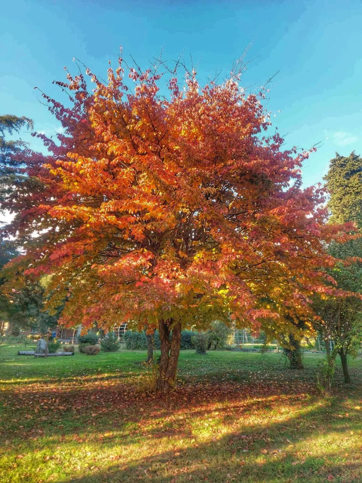 Autumn in Wald Hotel Lagodekhi Rooms