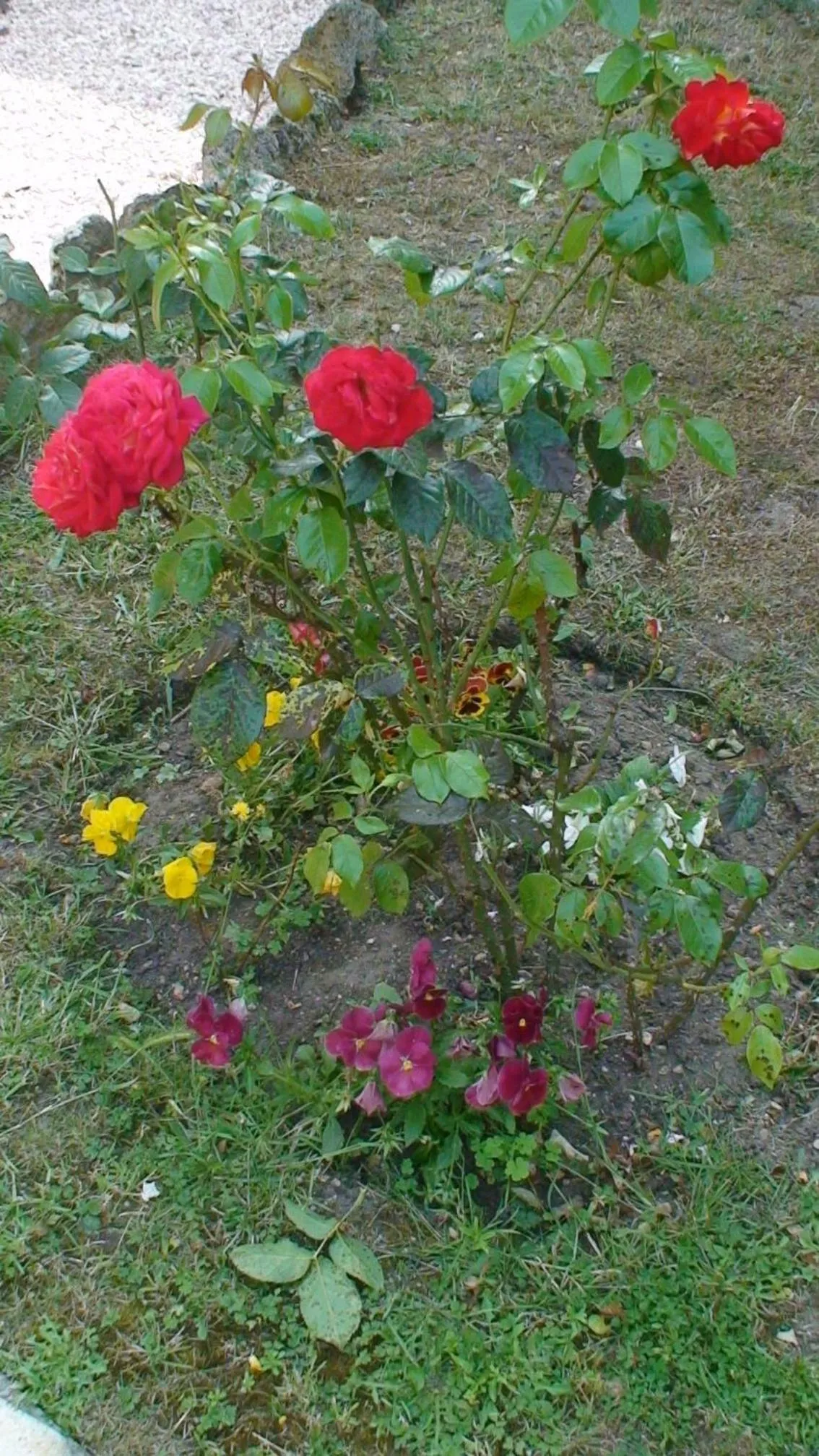 Garden in Côté Marne