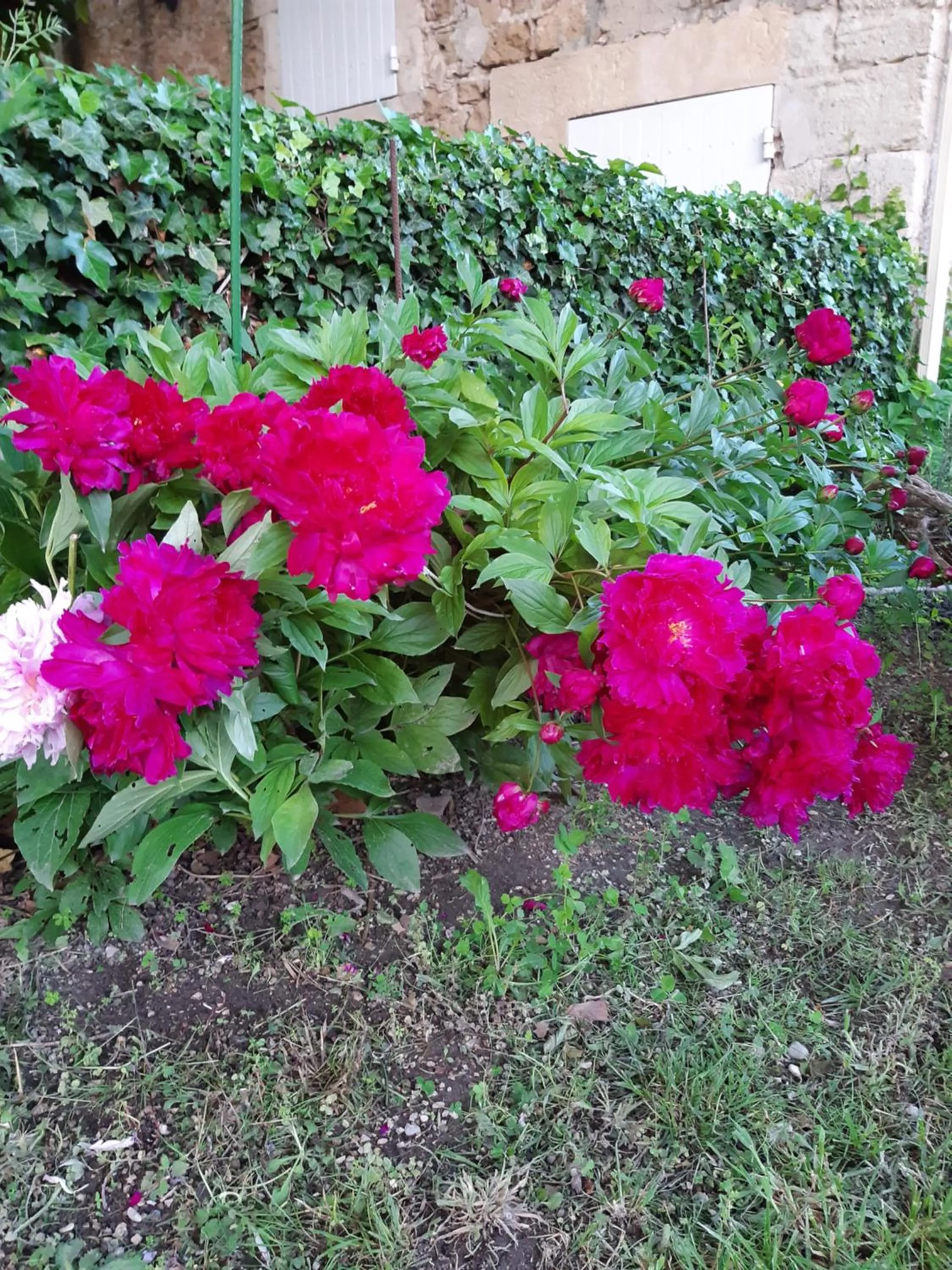 Garden view in LE MAS DES FLANERAIES