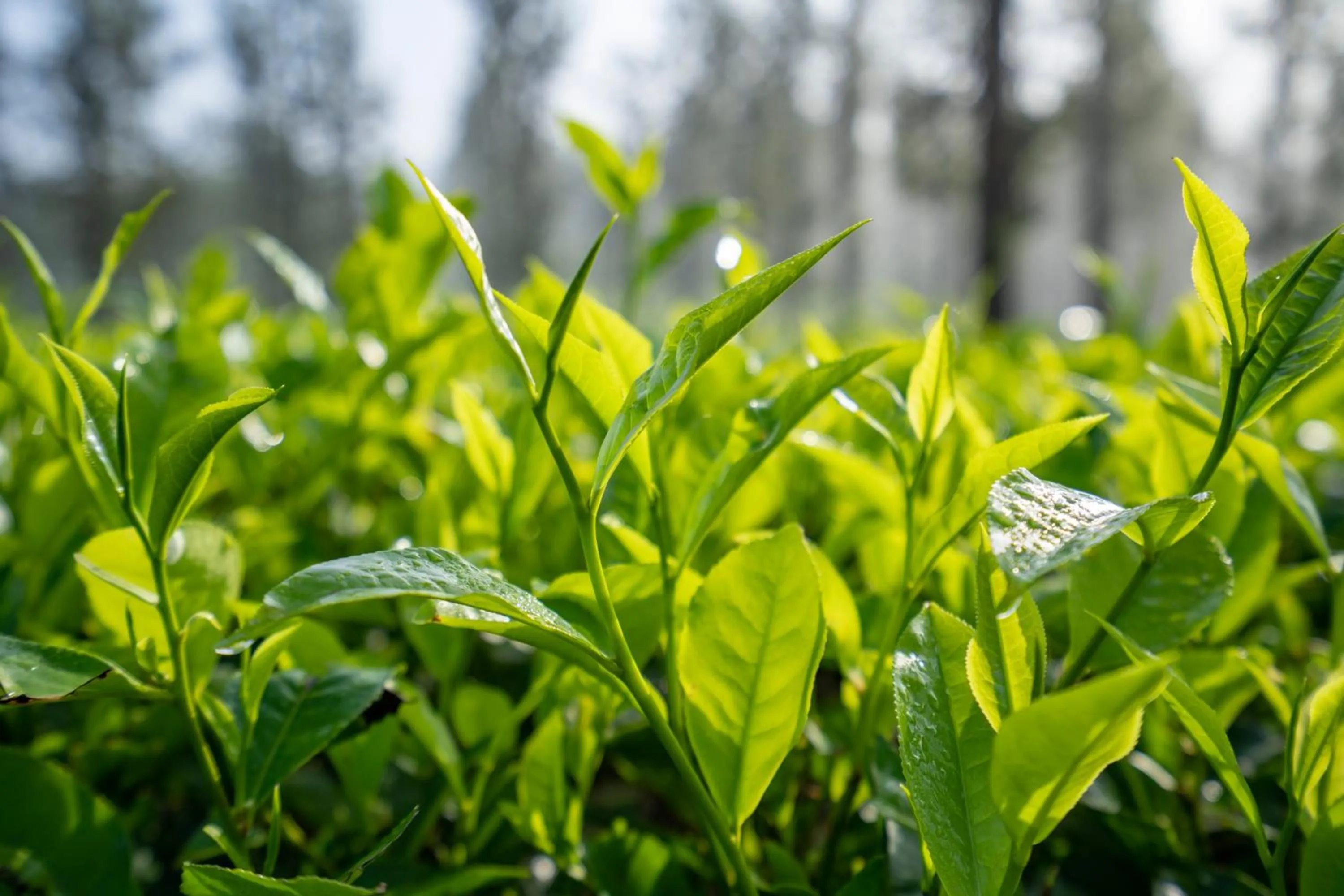 Area and facilities in Vythiri Mist Resort