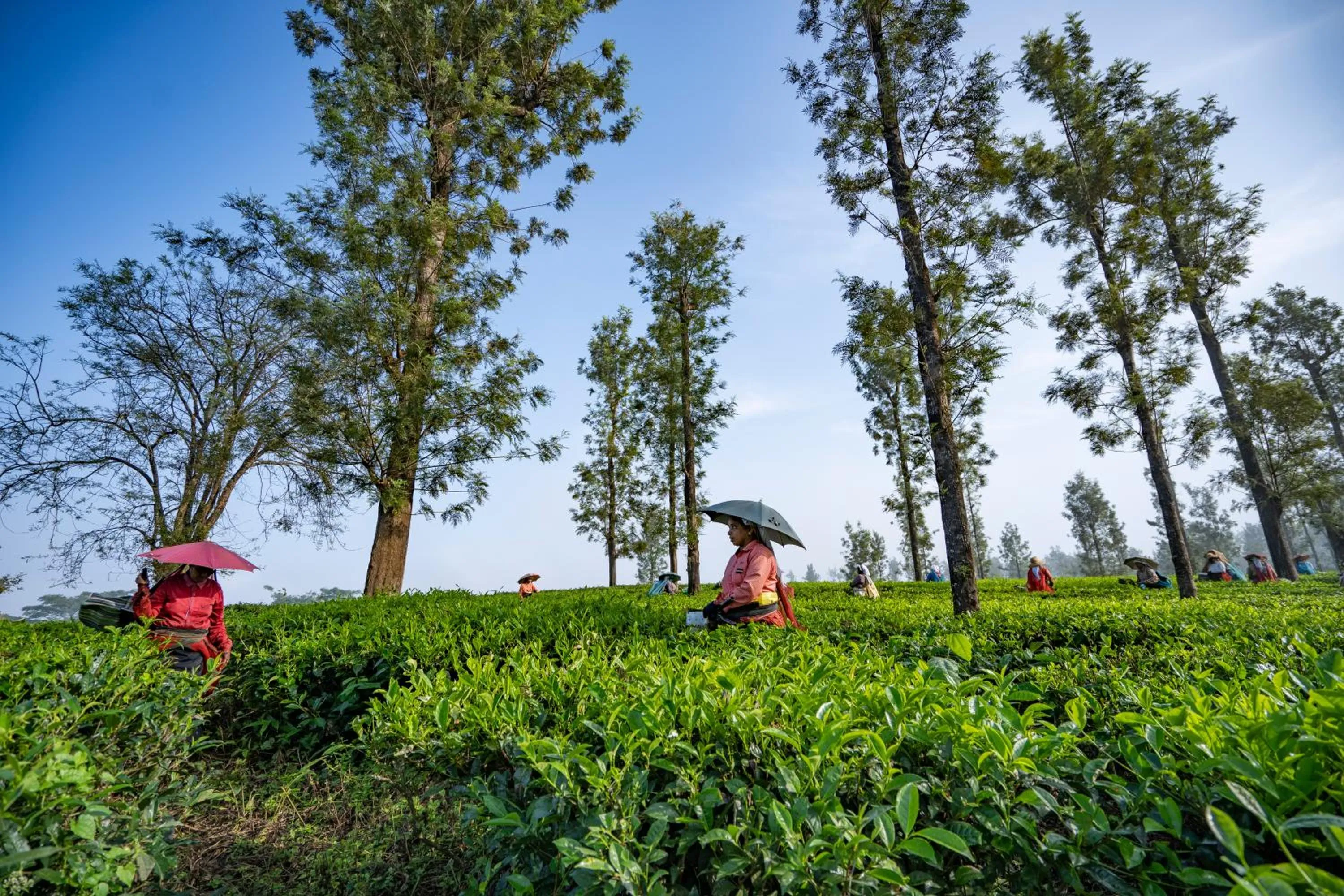 Natural landscape in Vythiri Mist Resort