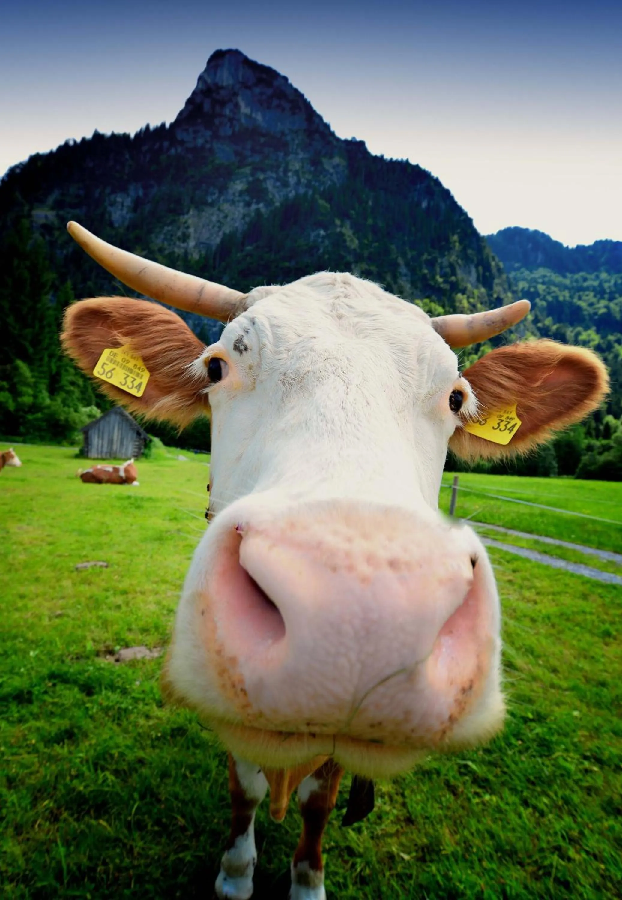 Area and facilities in Landhotel Böld Oberammergau