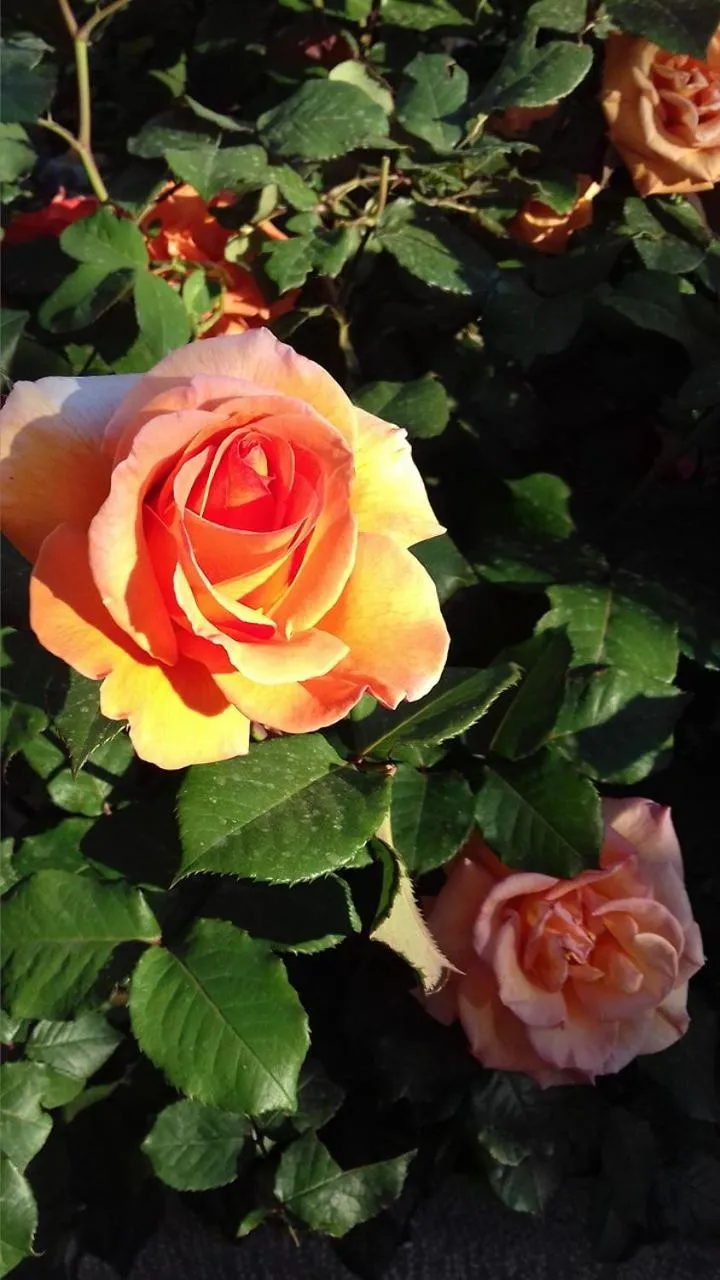 Spring in Green Hill Studios & Apartments