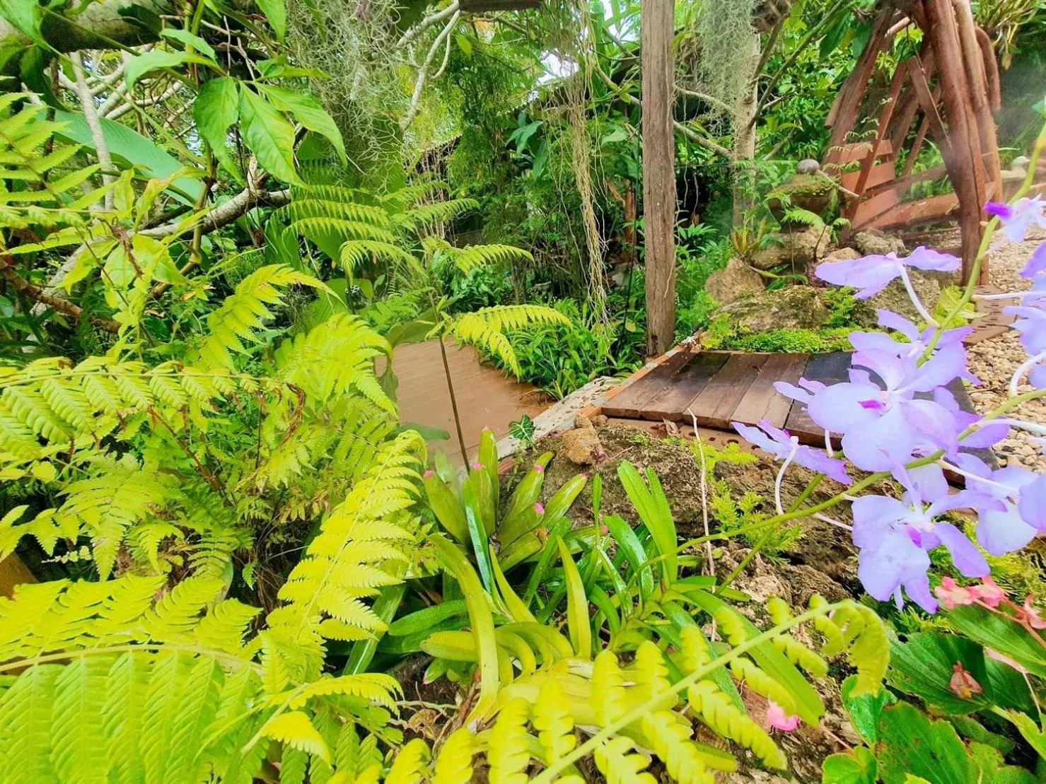 Garden in Nokkamin Home Chiang Dao