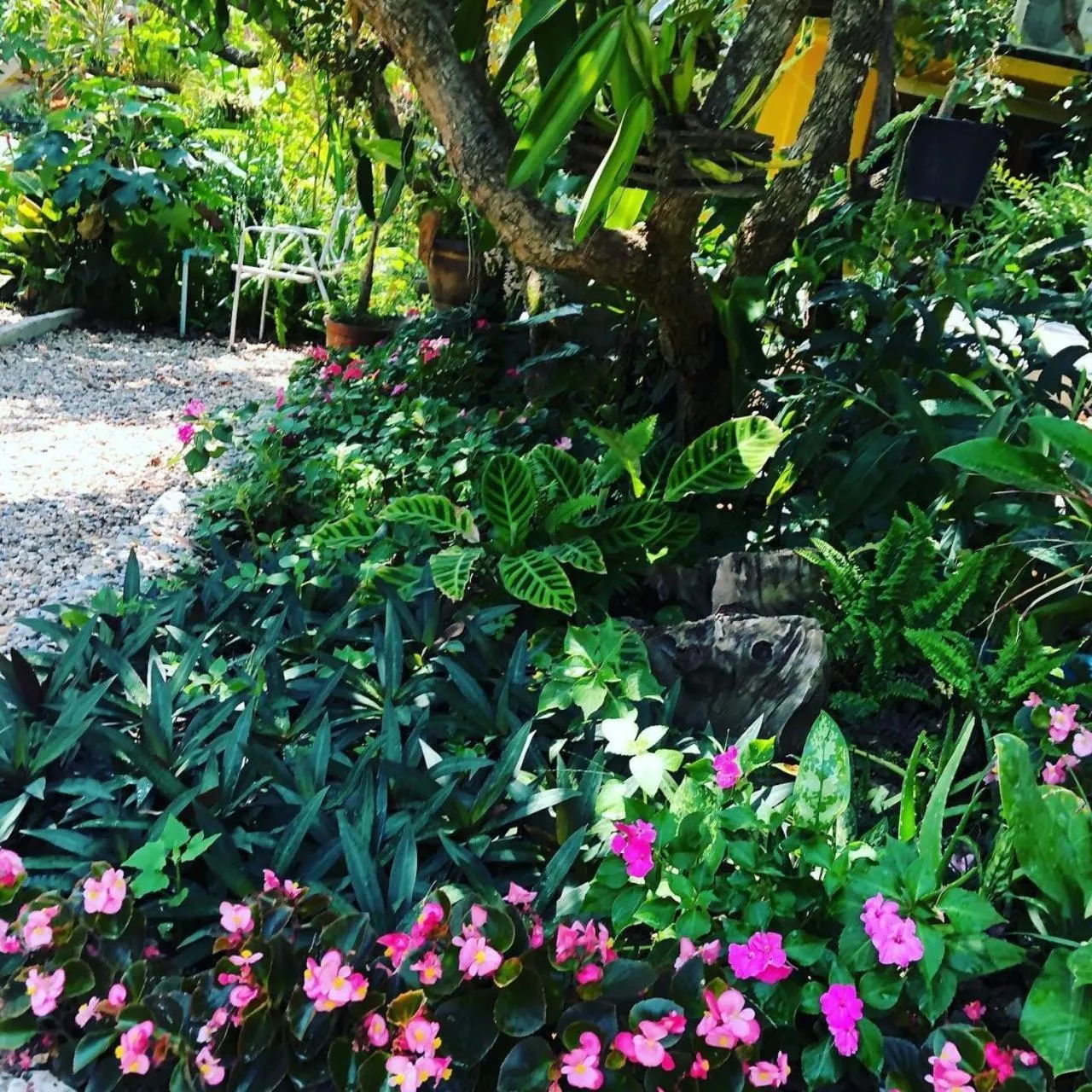 Garden in Nokkamin Home Chiang Dao