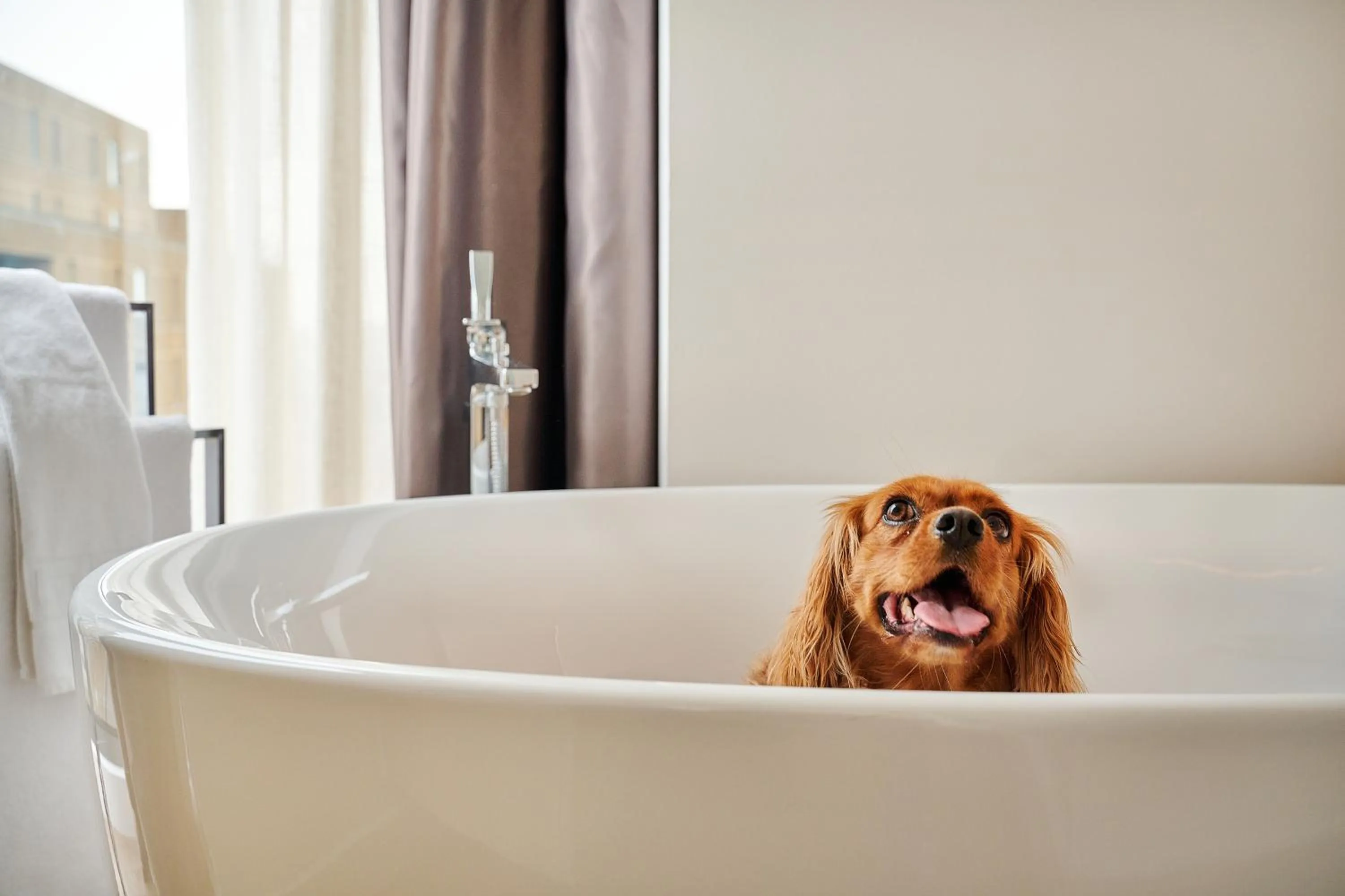 Pets in INNSiDE by Meliá Newcastle