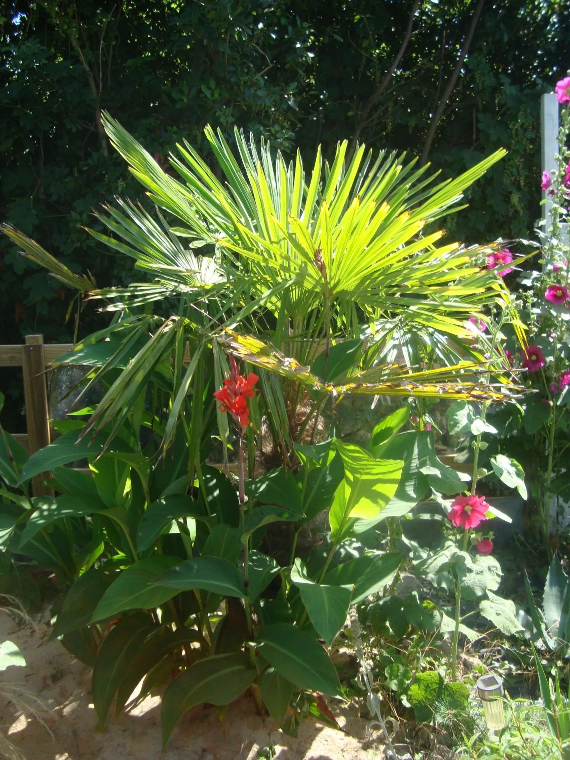 Garden in Studio "LA MEDINA", PISCINE dès le 12 juillet, JARDIN BOTANIQUE, COMMERCES &MER