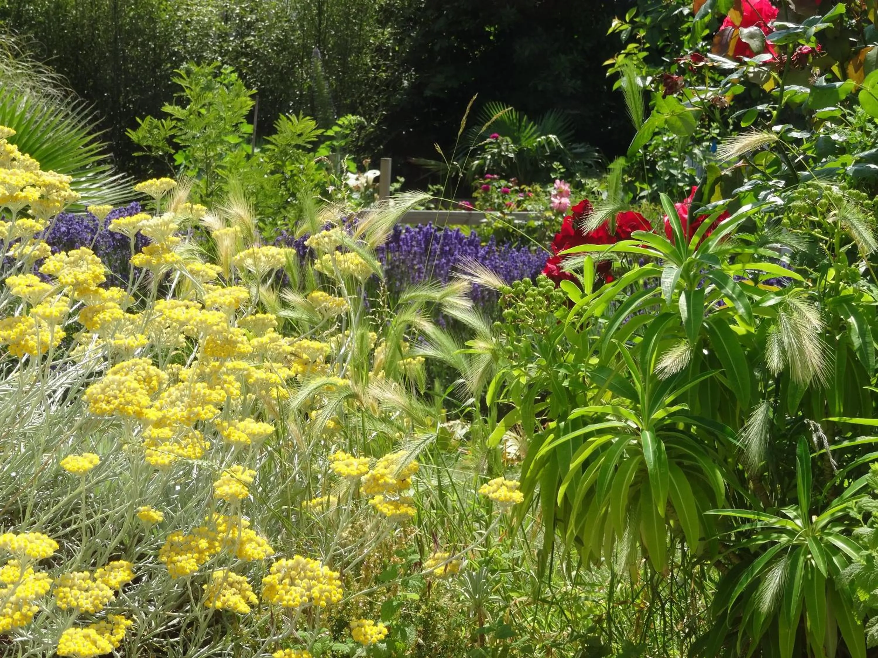 Garden in Studio "LA MEDINA", PISCINE dès le 12 juillet, JARDIN BOTANIQUE, COMMERCES &MER