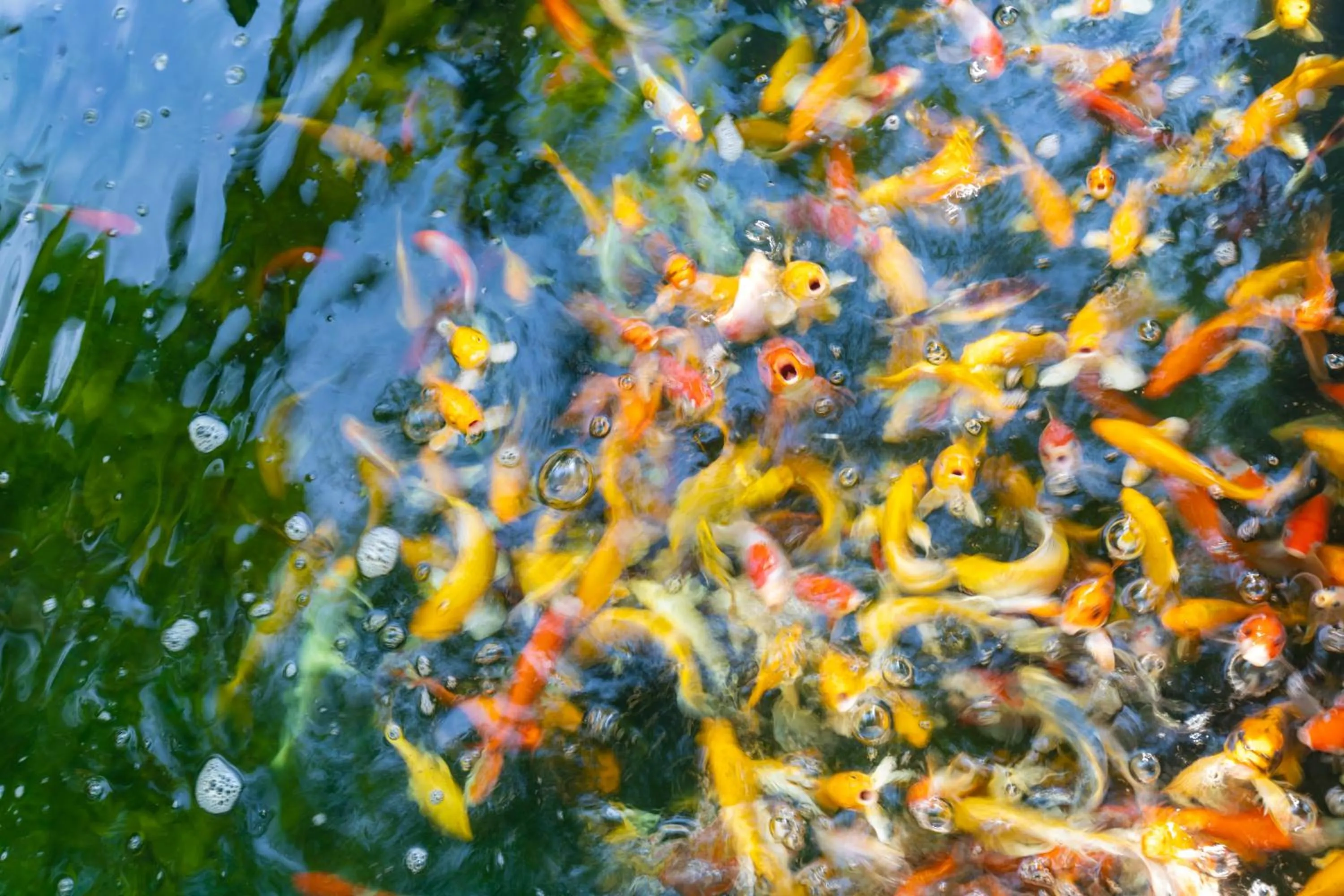 Animals in Nature Line Resort