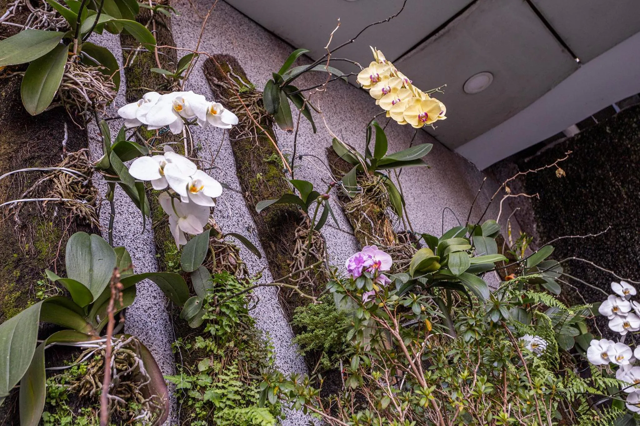Garden in Nikkey Palace Hotel