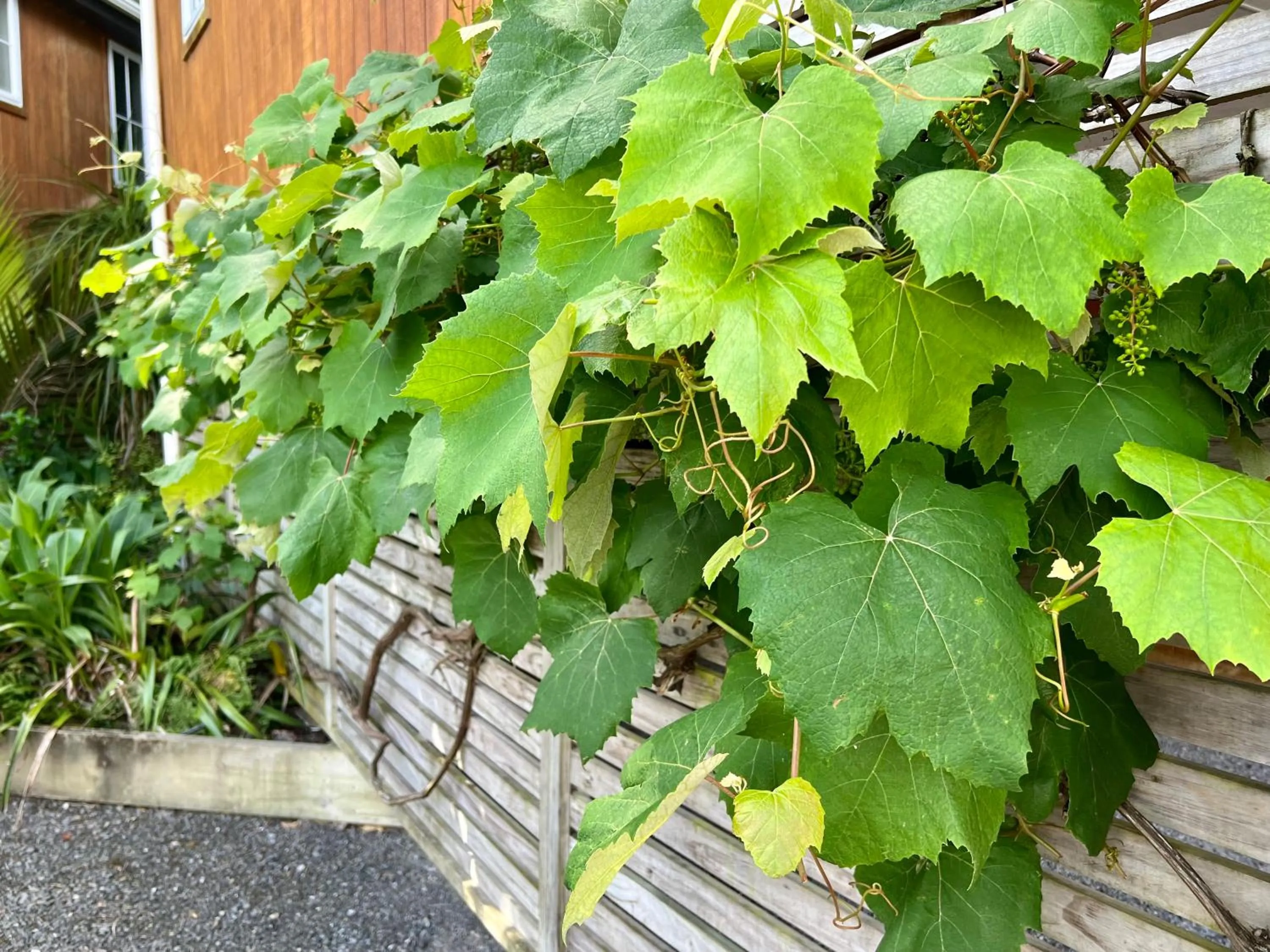 Garden in Anchor Lodge Motel