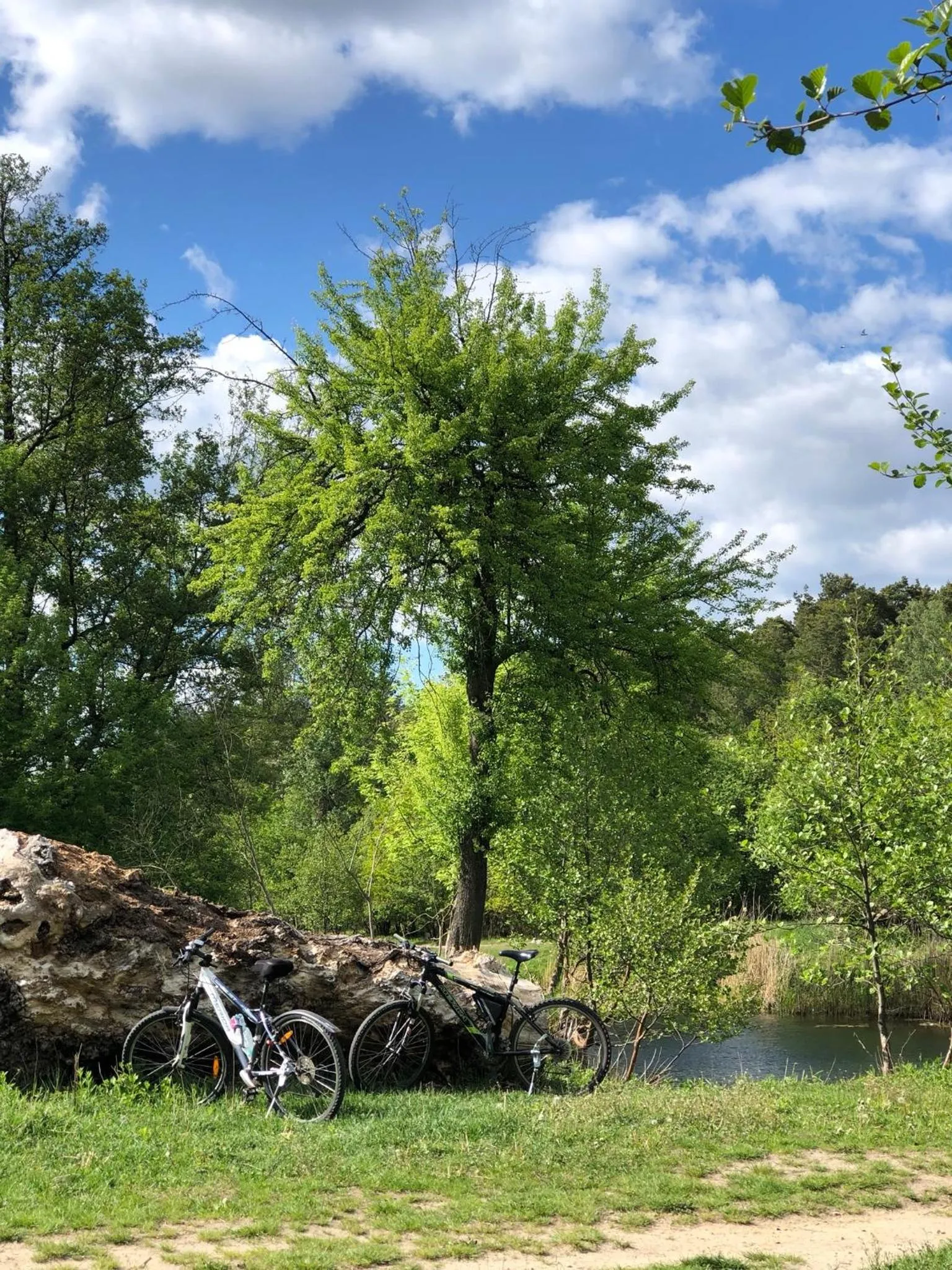 Szumi Las Bed & Breakfast