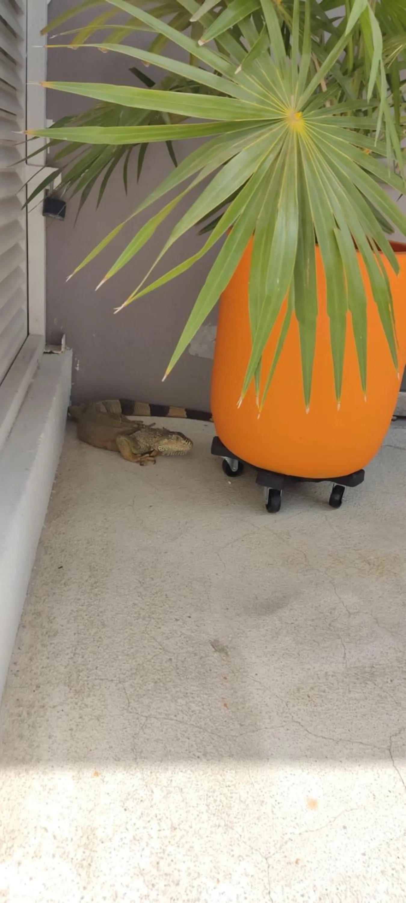Balcony/Terrace in Ximena Hotel Boutique