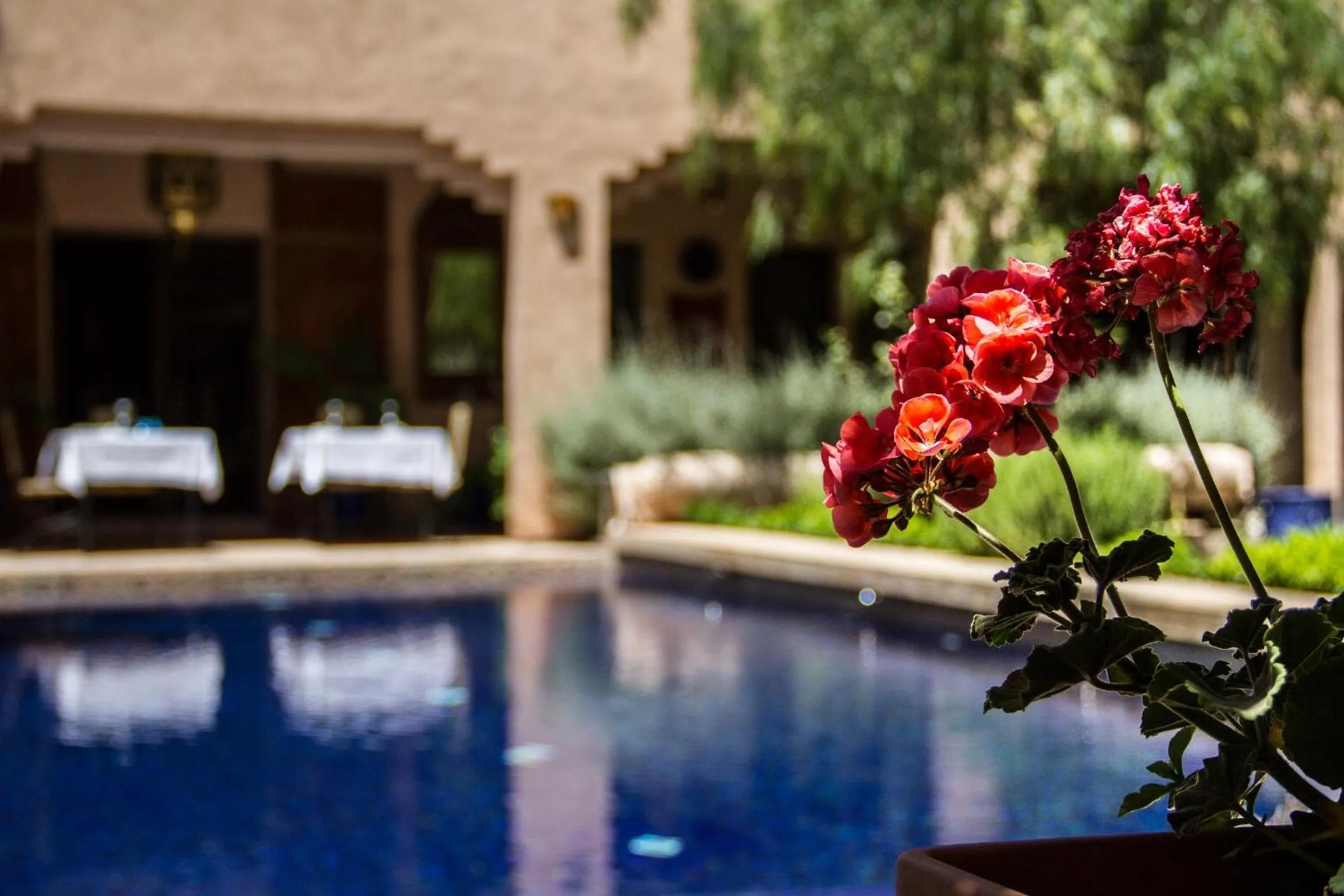 Garden in Riad Tama & spa