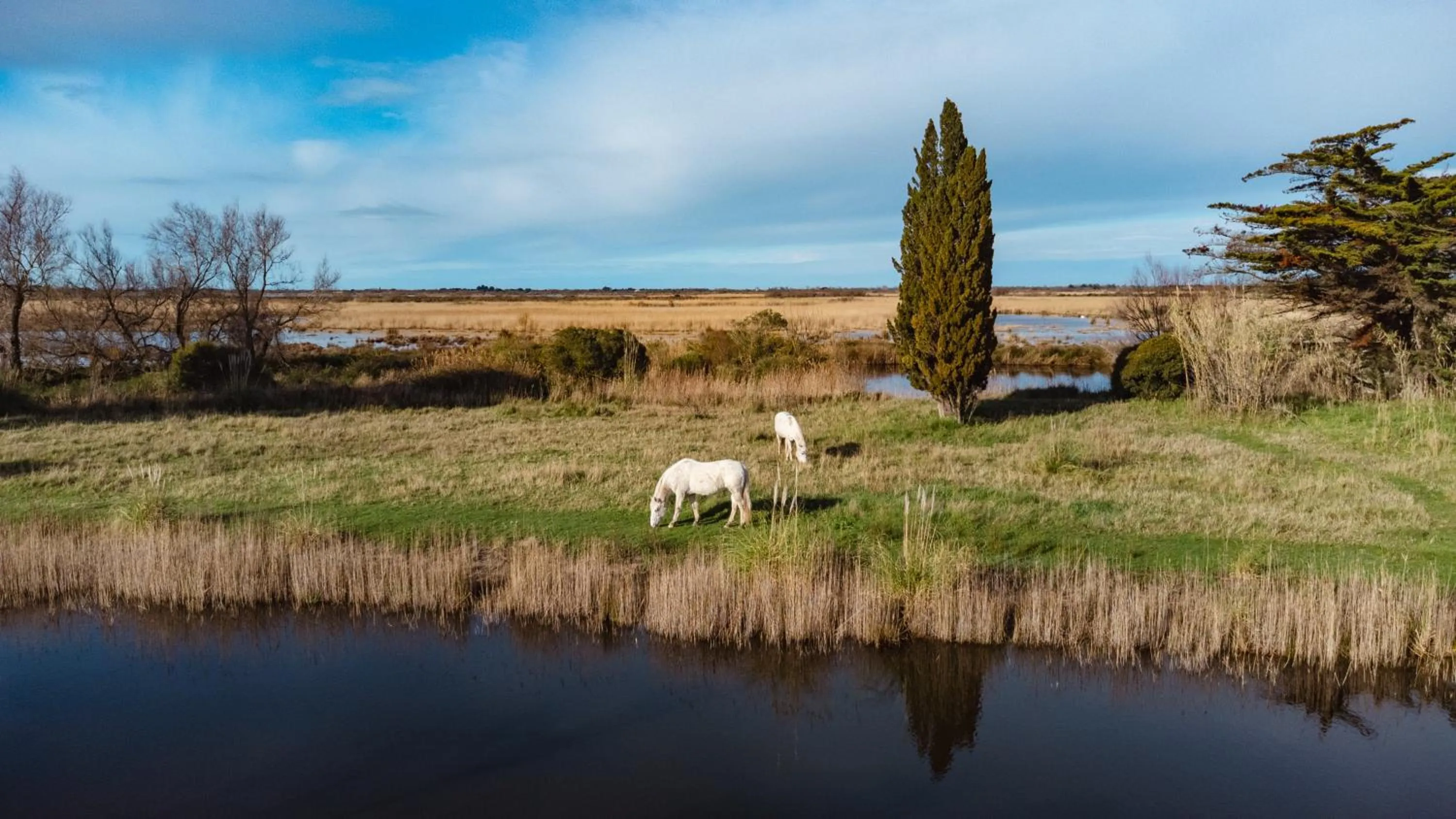 Pets in Mas du Couvin, maison d'hôtes en Camargue