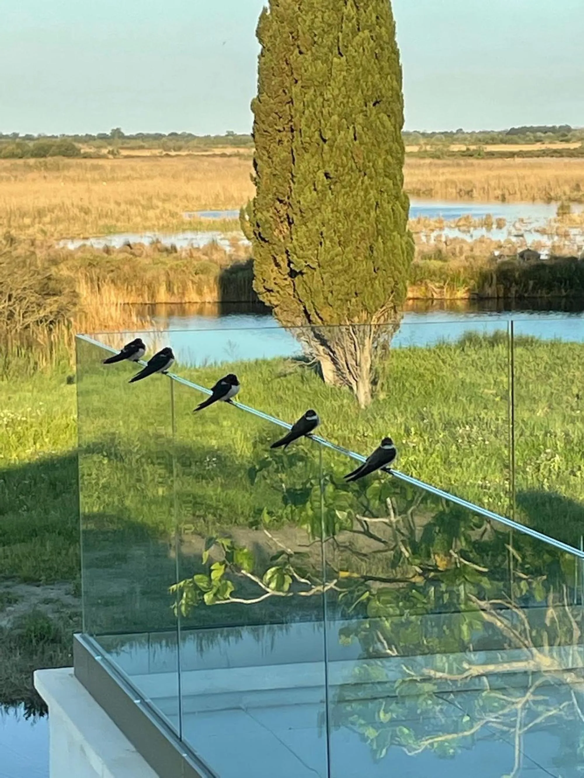 Garden view in Mas du Couvin, maison d'hôtes en Camargue