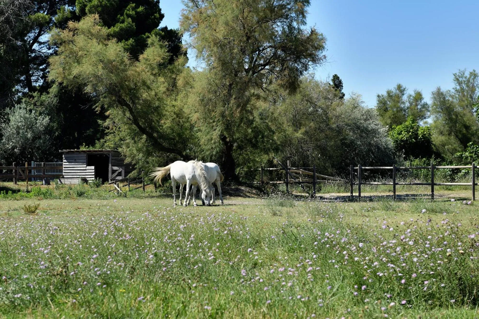 Animals in Mas du Couvin, maison d'hôtes en Camargue