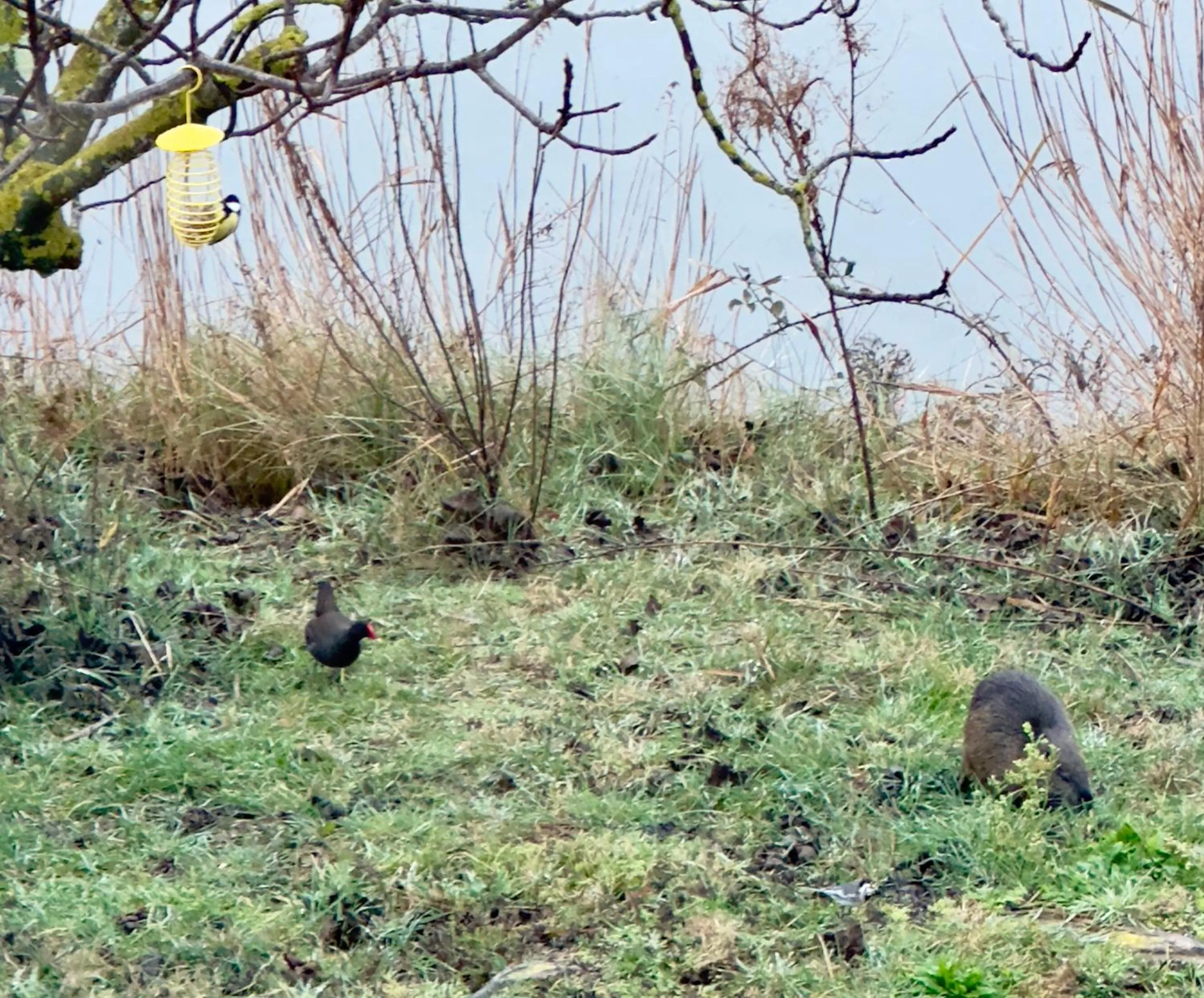 Garden view in Mas du Couvin, maison d'hôtes en Camargue