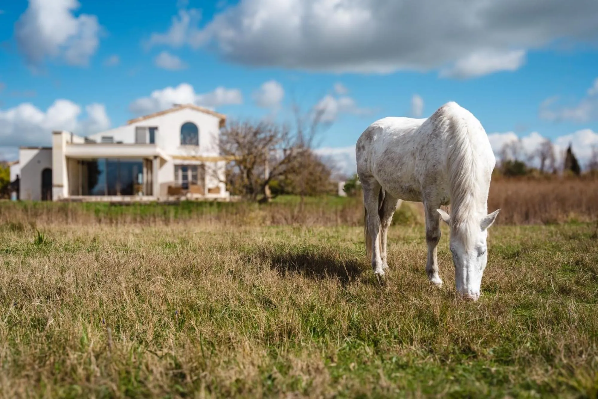 Pets in Mas du Couvin, maison d'hôtes en Camargue