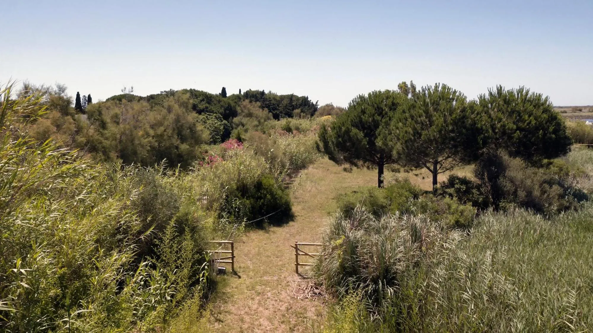 Natural landscape in Mas du Couvin, maison d'hôtes en Camargue