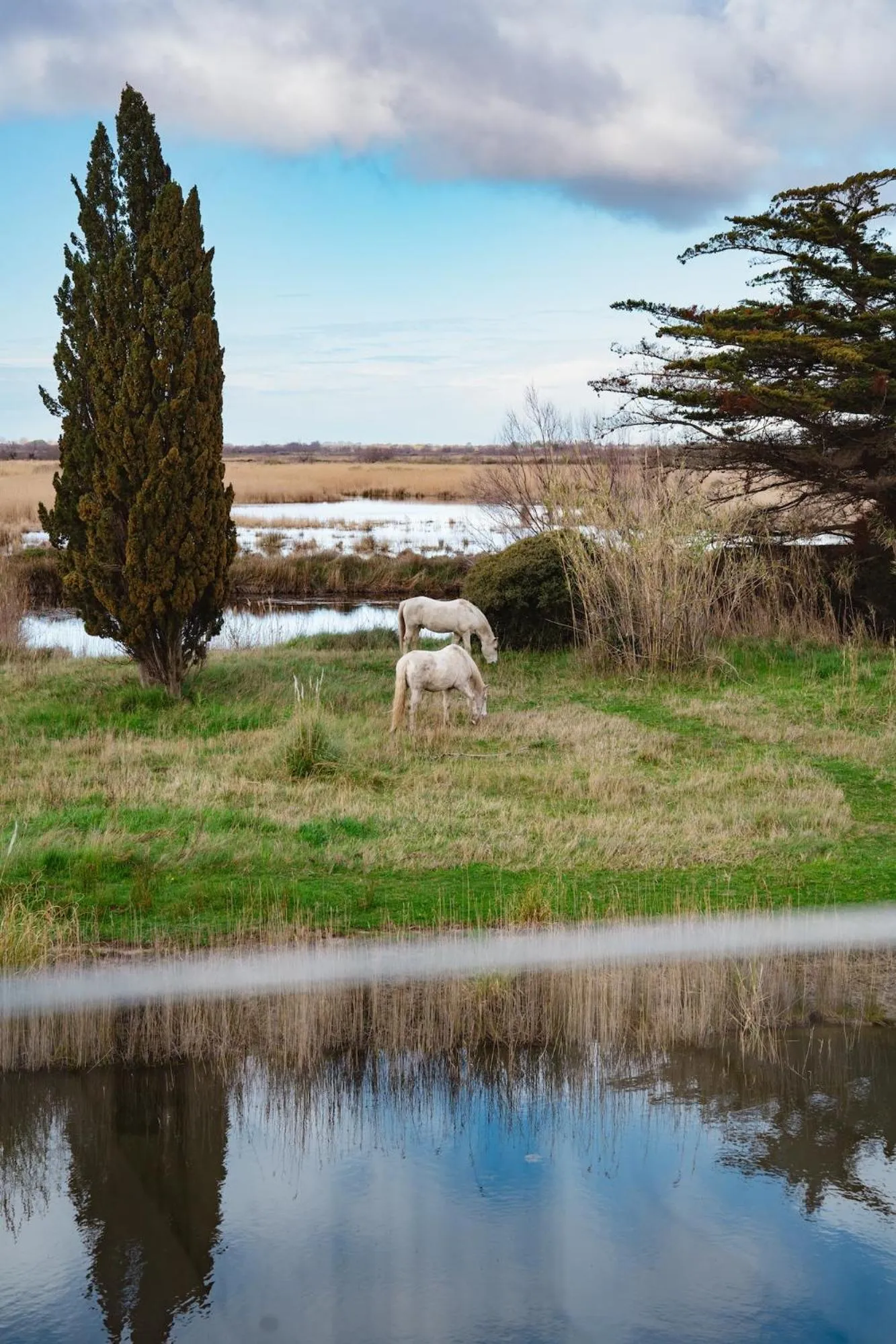 Patio in Mas du Couvin, maison d'hôtes en Camargue