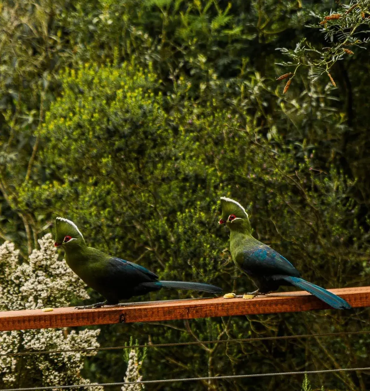 Deluxe Queen Studio in Forest Hill Wilderness Deluxe Queen Studio in Forest Hill Wilderness