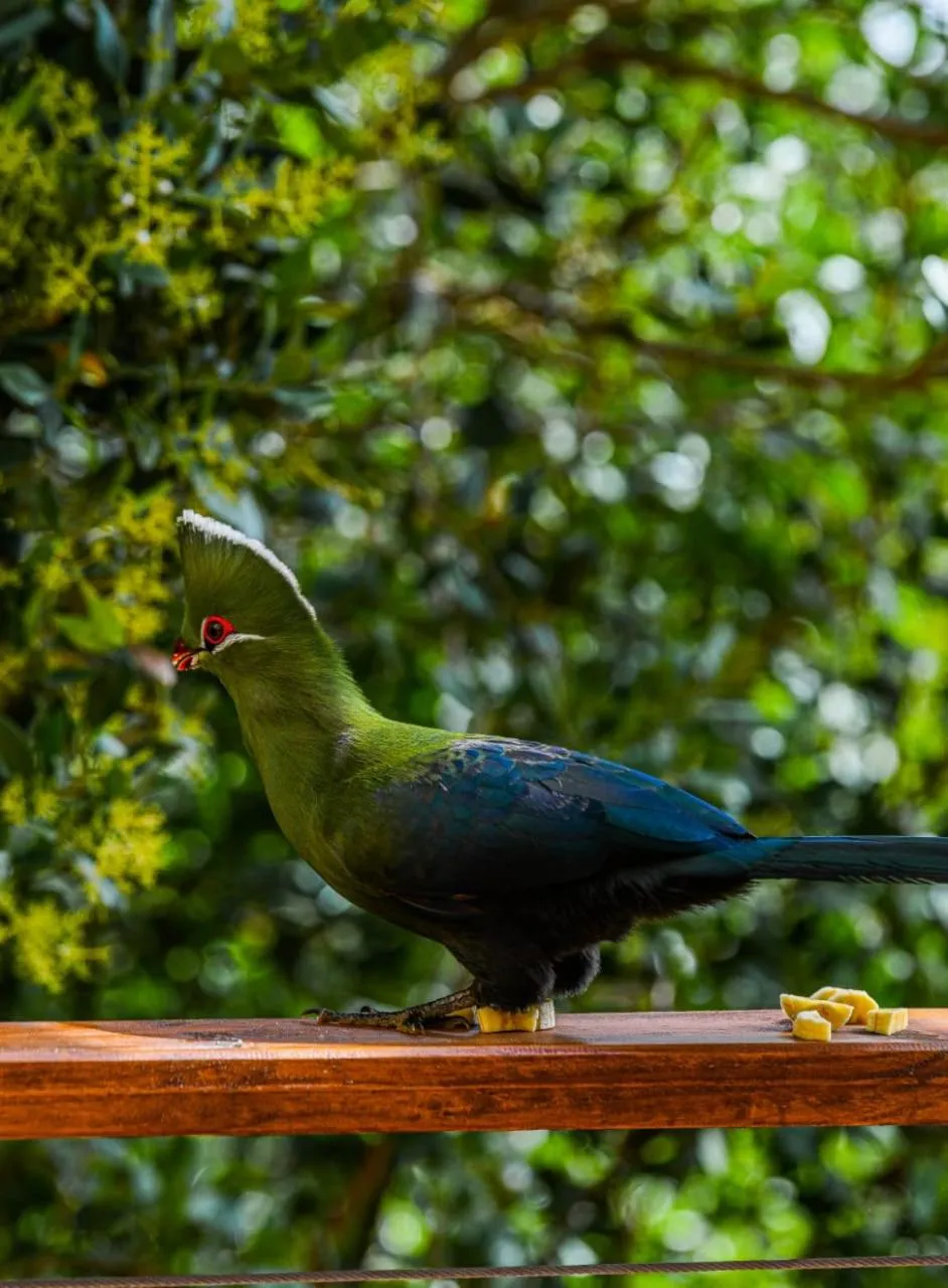 Property building in Forest Hill Wilderness