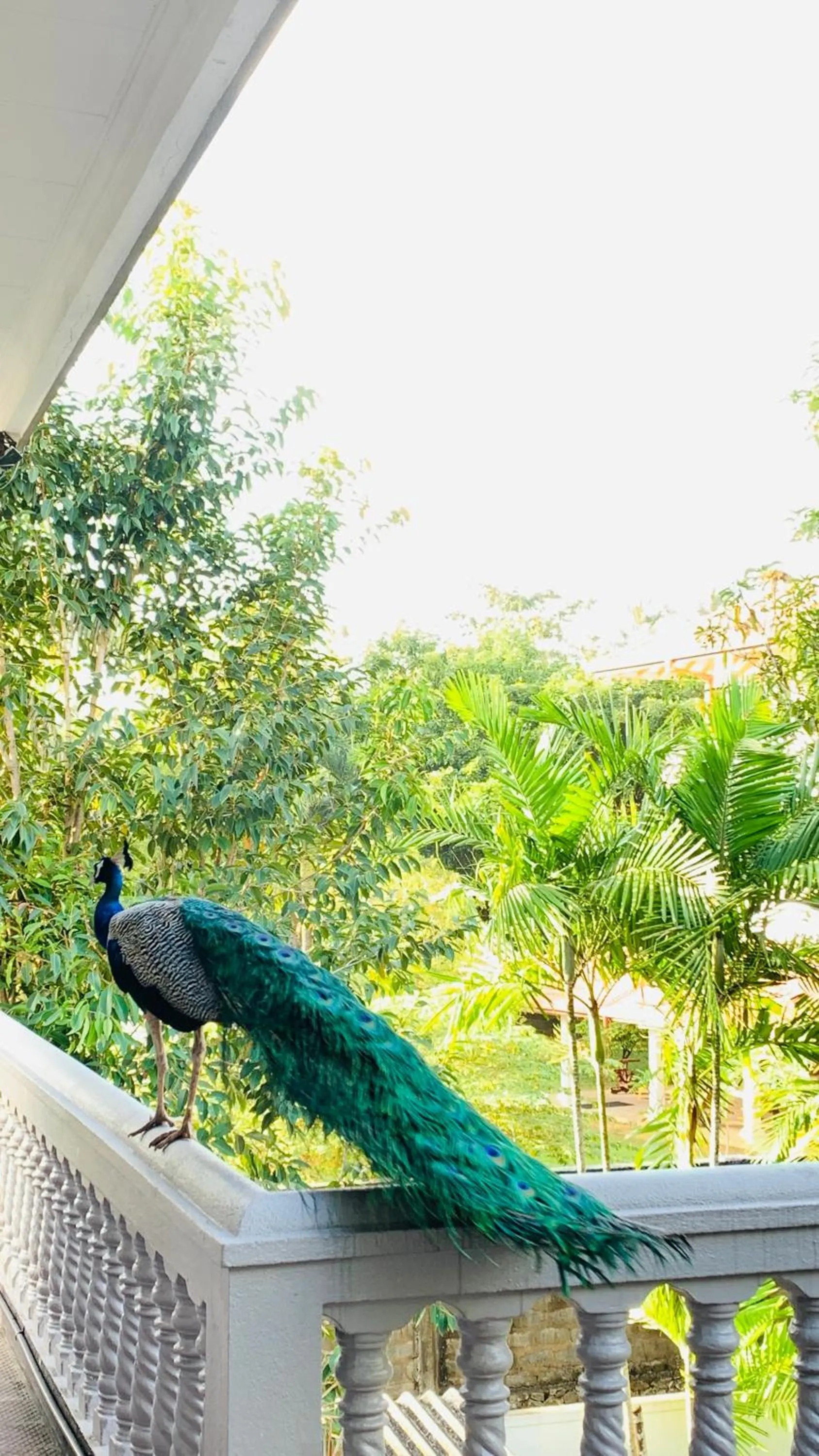 Balcony/Terrace in Sagarika Beach Hotel