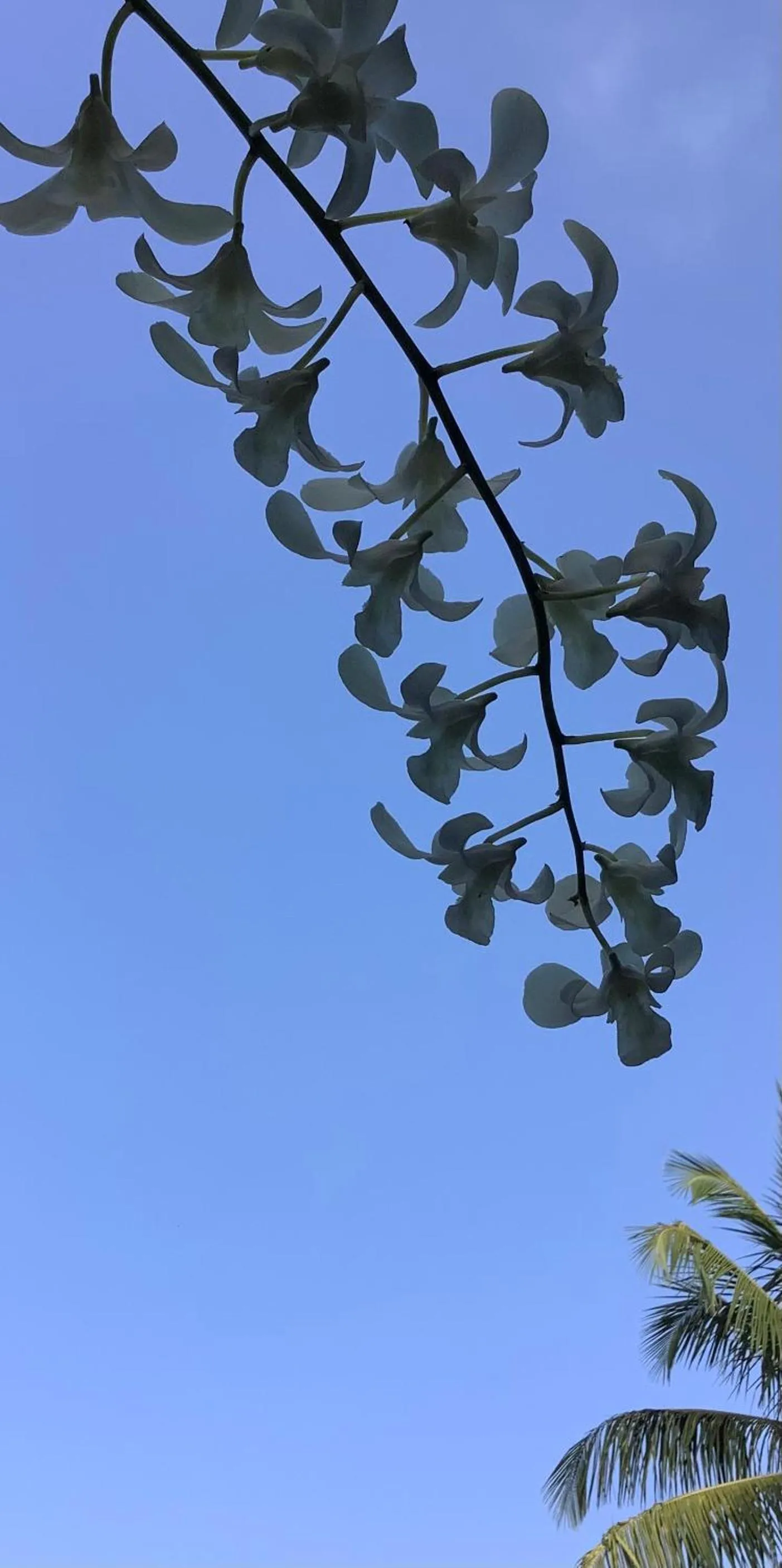 Garden in Sagarika Beach Hotel