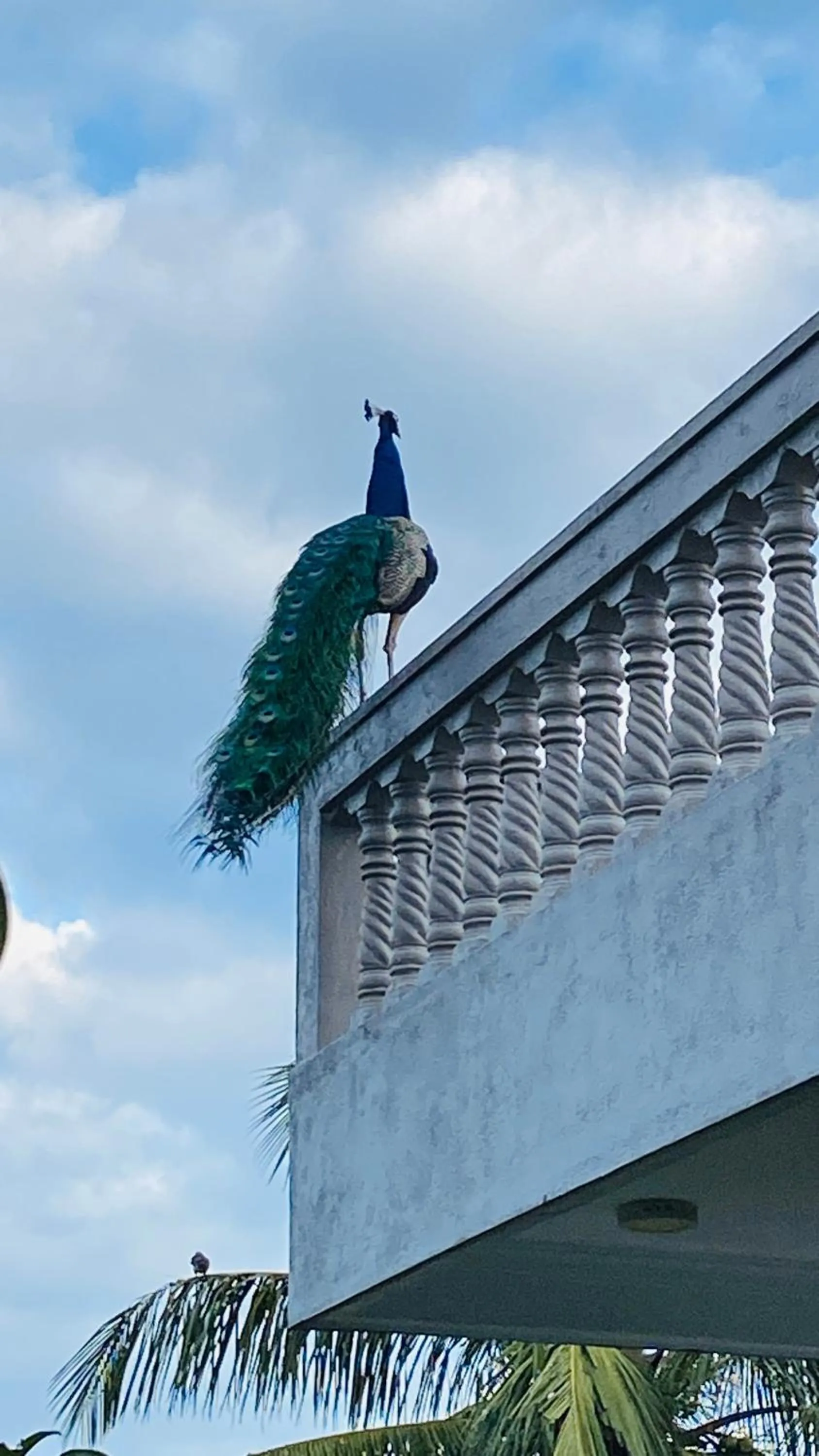 Animals in Sagarika Beach Hotel