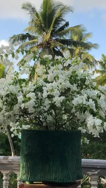 Garden in Sagarika Beach Hotel