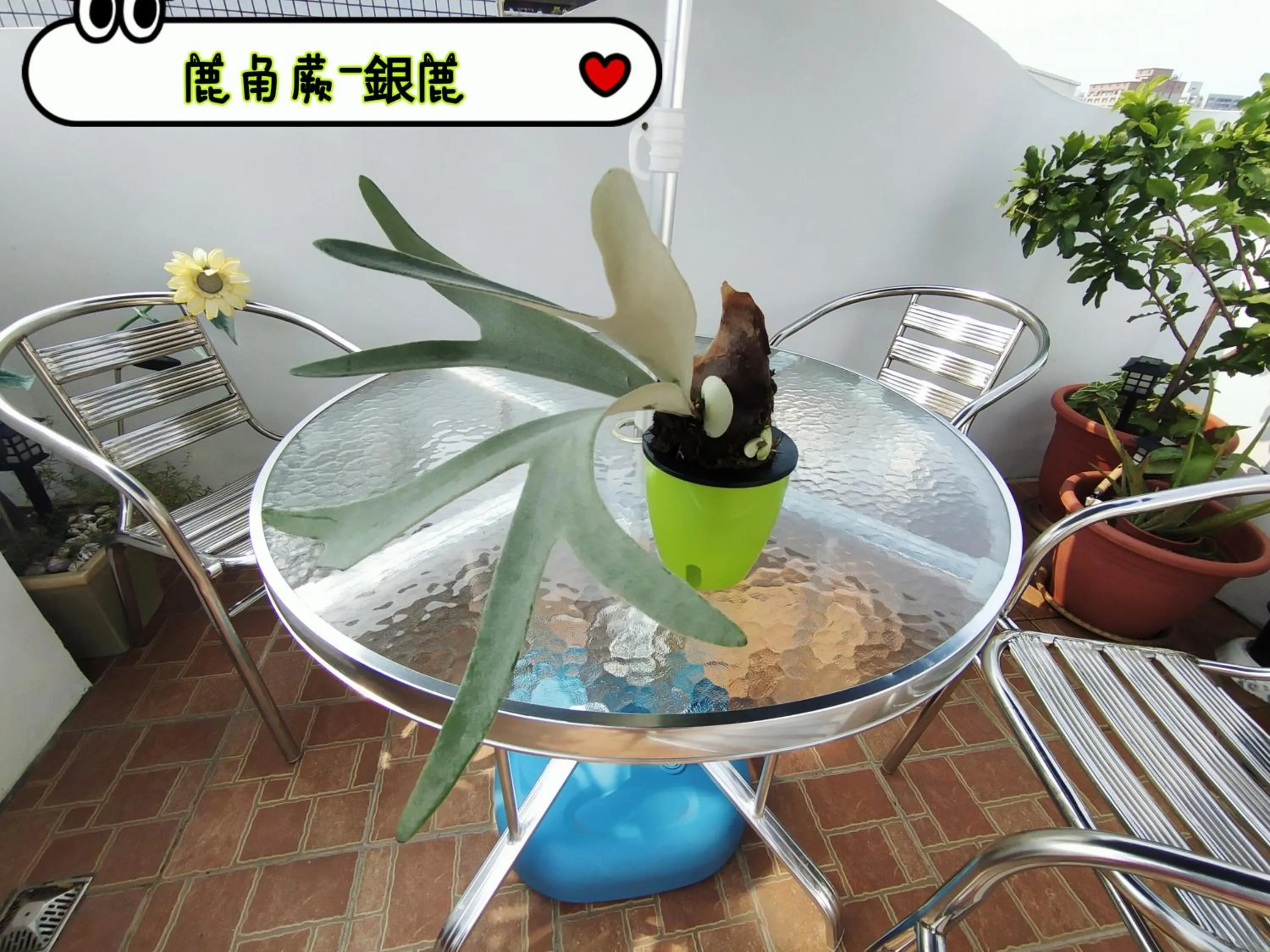 Garden view in Go Home Homestay