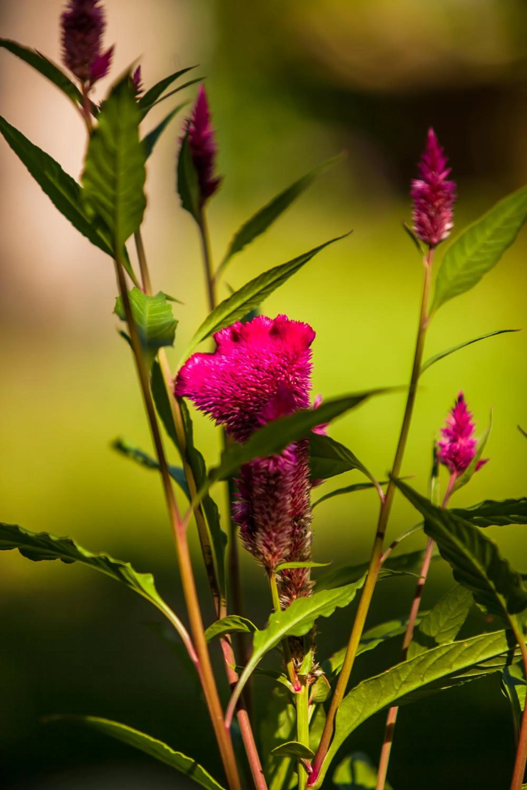 Garden in Vida do Mar