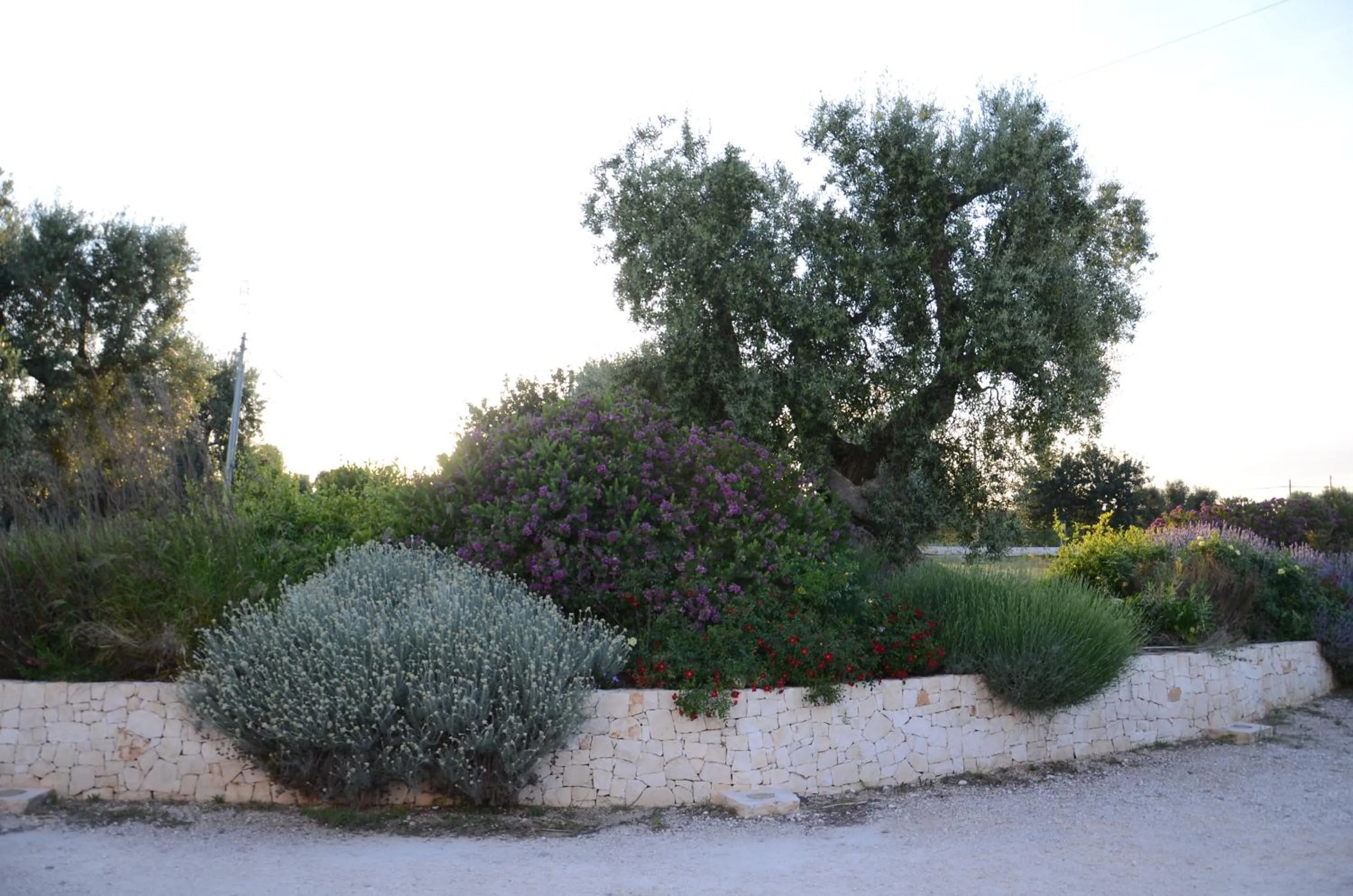 Garden in Agriturismo Tenuta Chianchizza