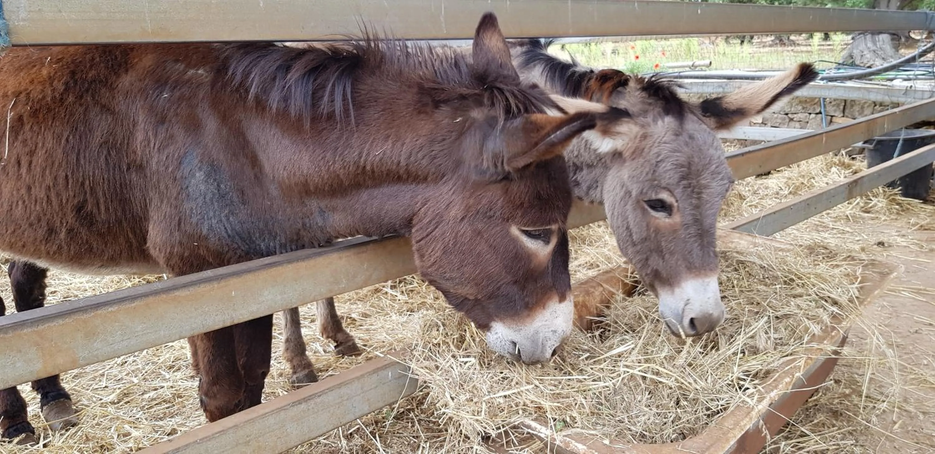 Children play ground in Agriturismo Tenuta Chianchizza