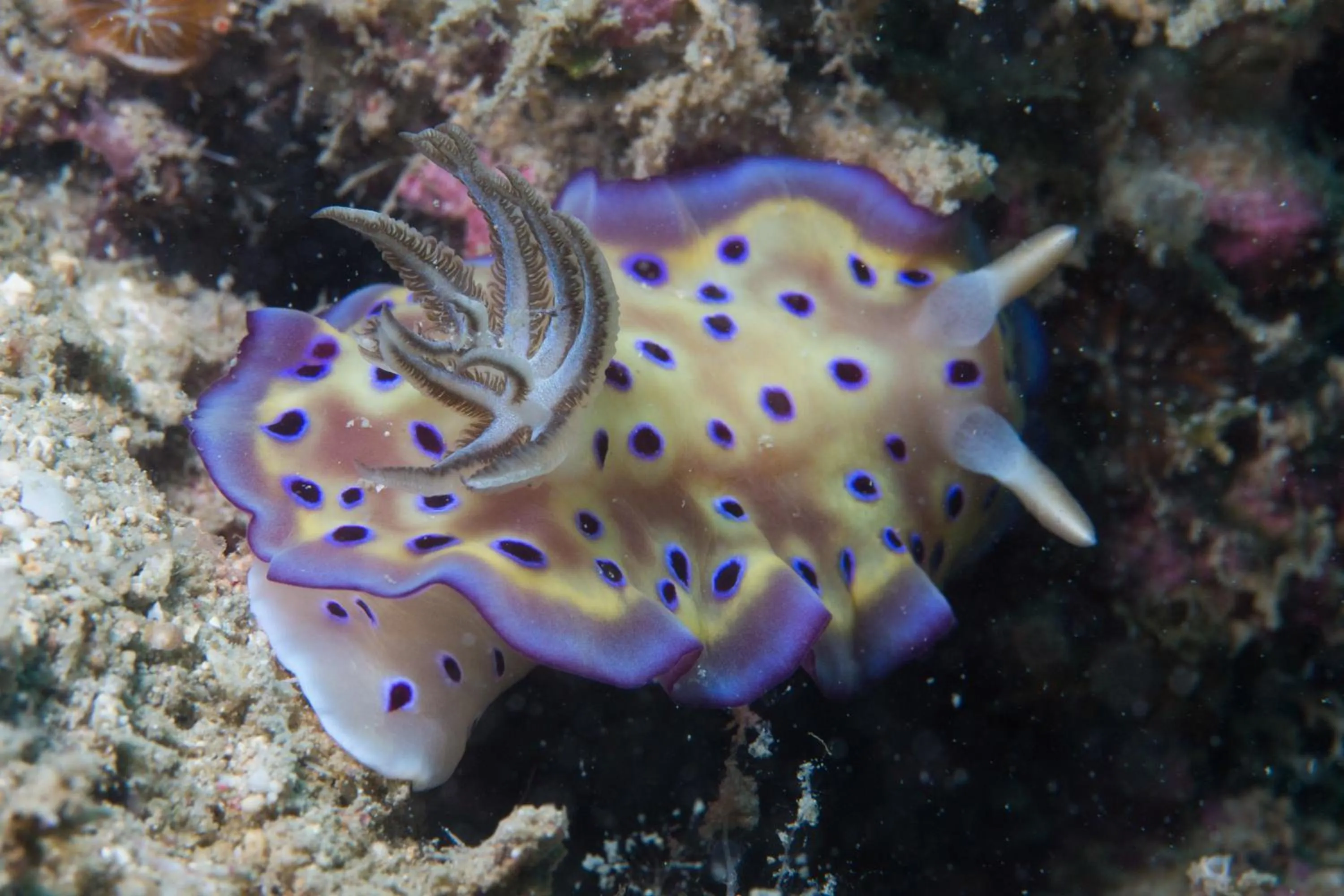 Diving in Cabagnow Seaside Resort