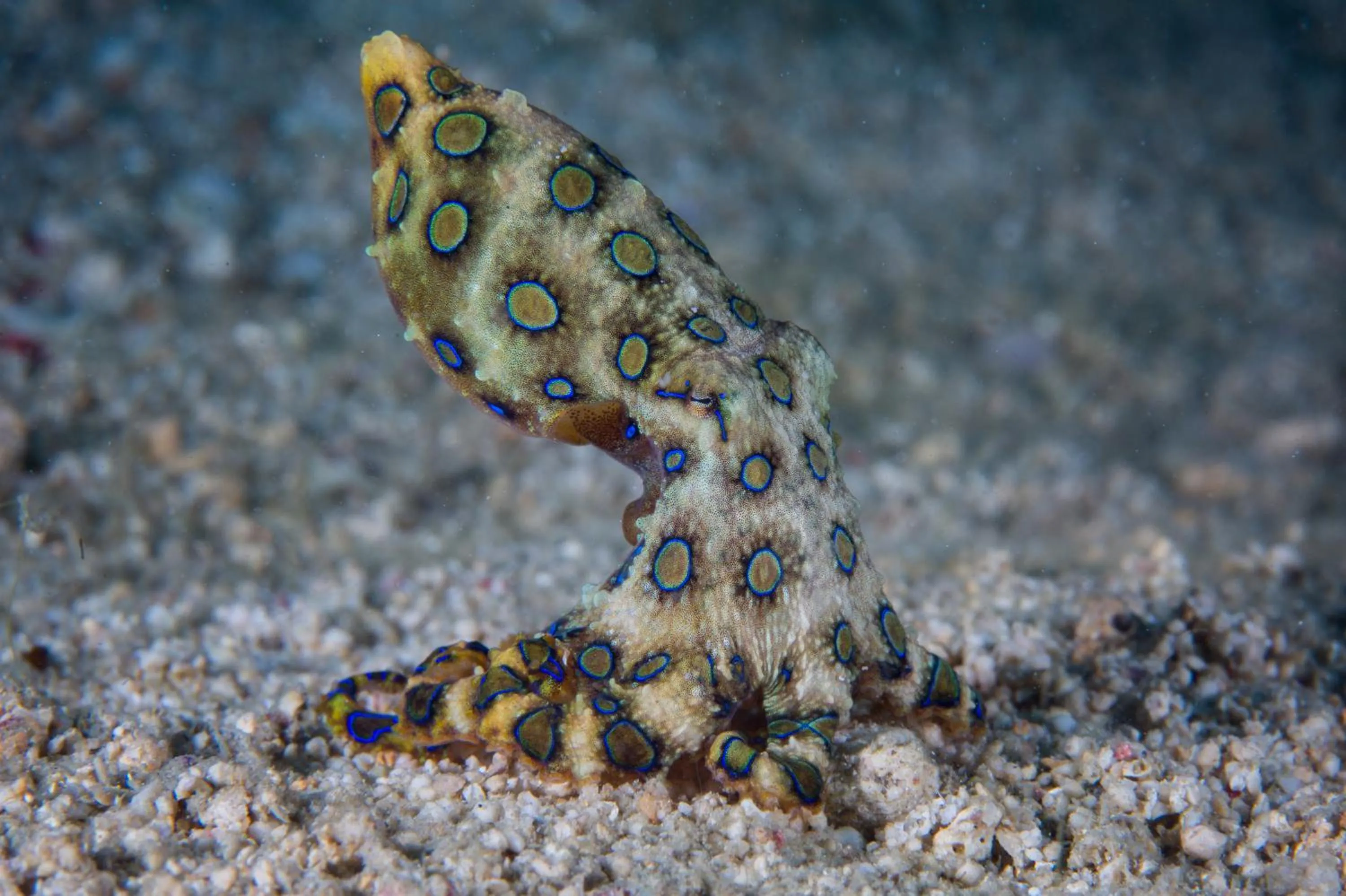 Diving in Cabagnow Seaside Resort