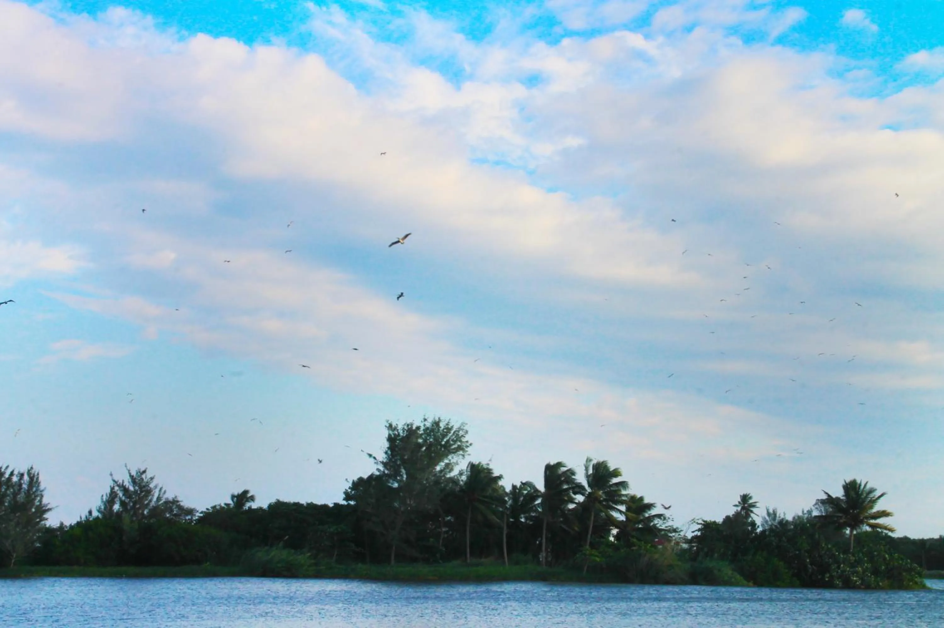 Natural landscape in Hotel Gran Palmeiras
