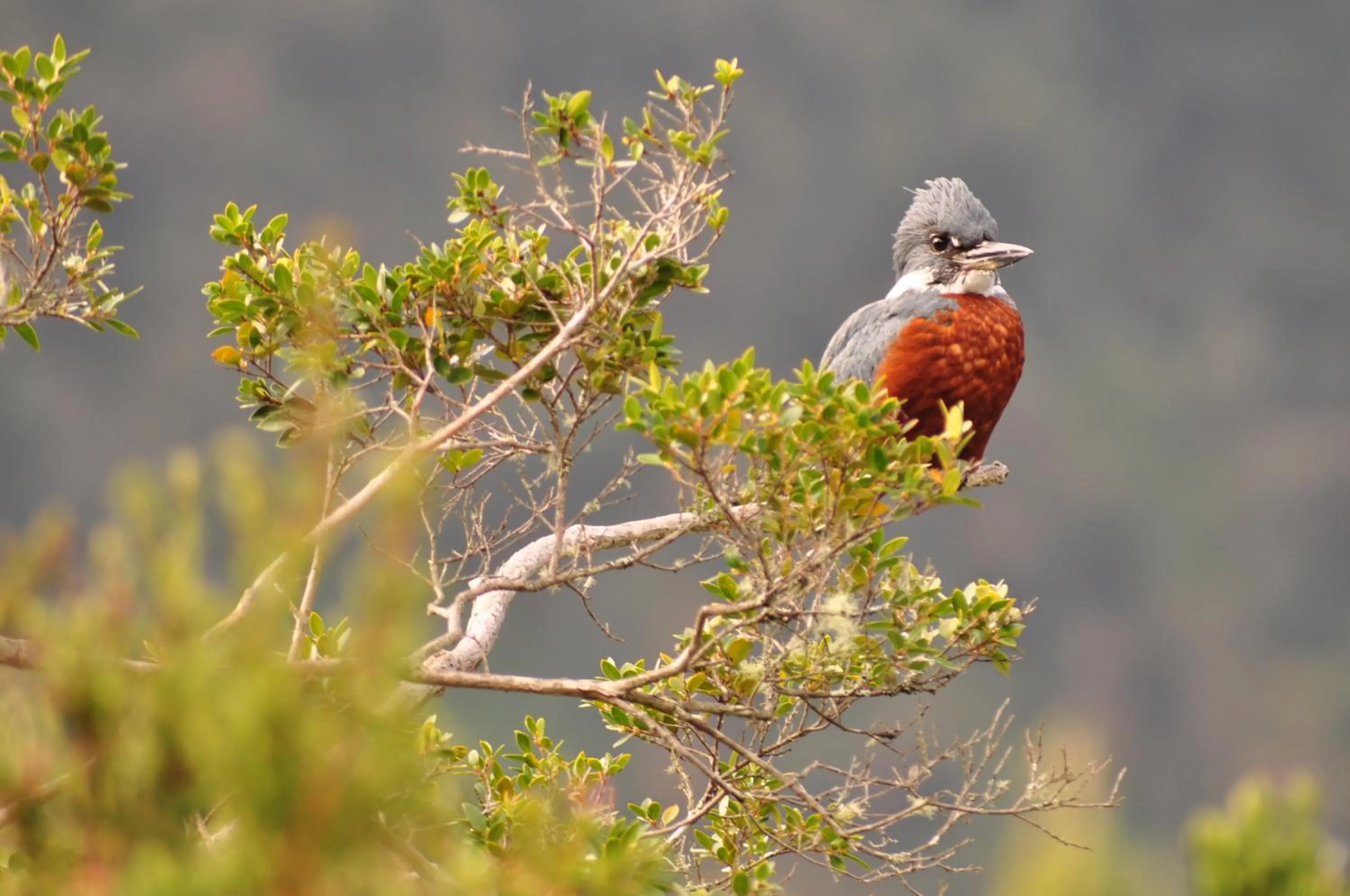 Area and facilities in Alto Melimoyu Hotel & Patagonia