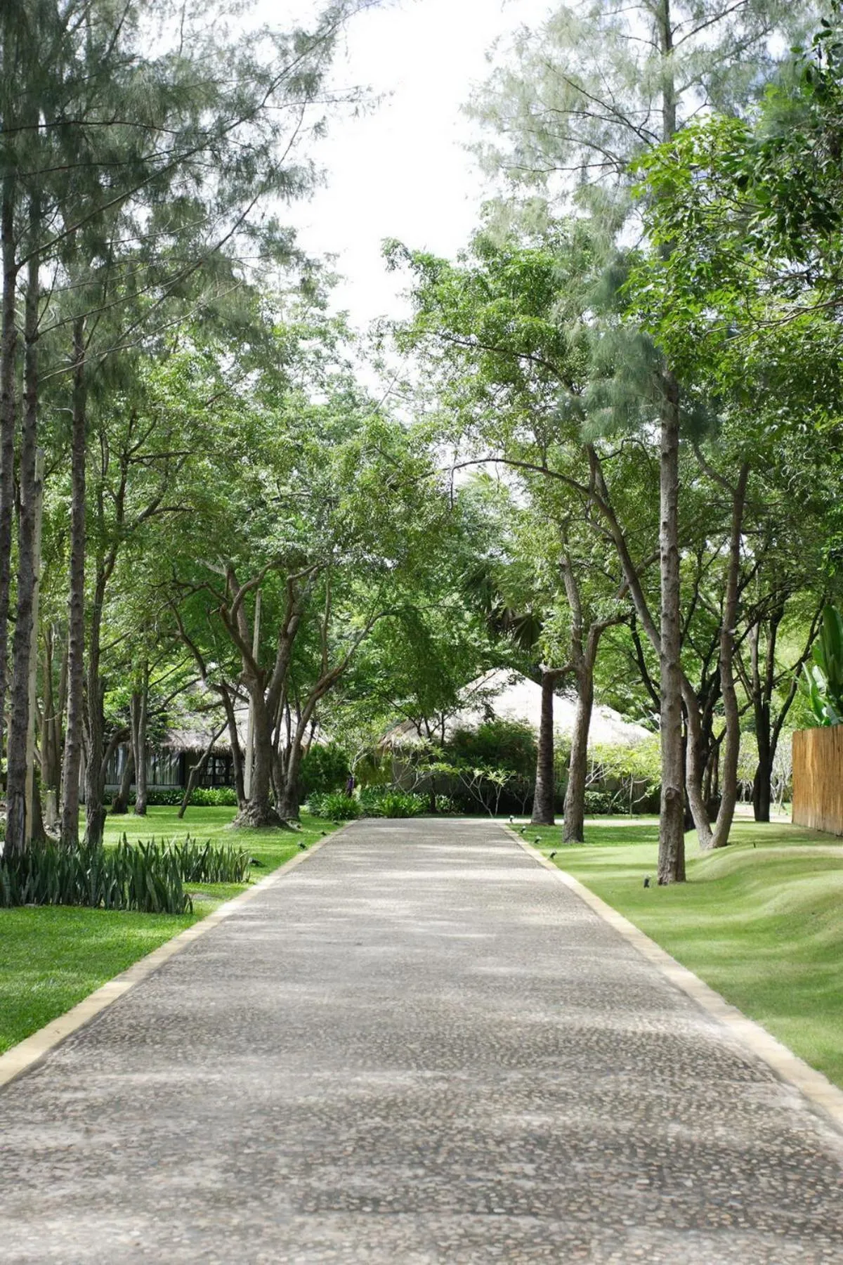 Hansar Casuarina Cha am