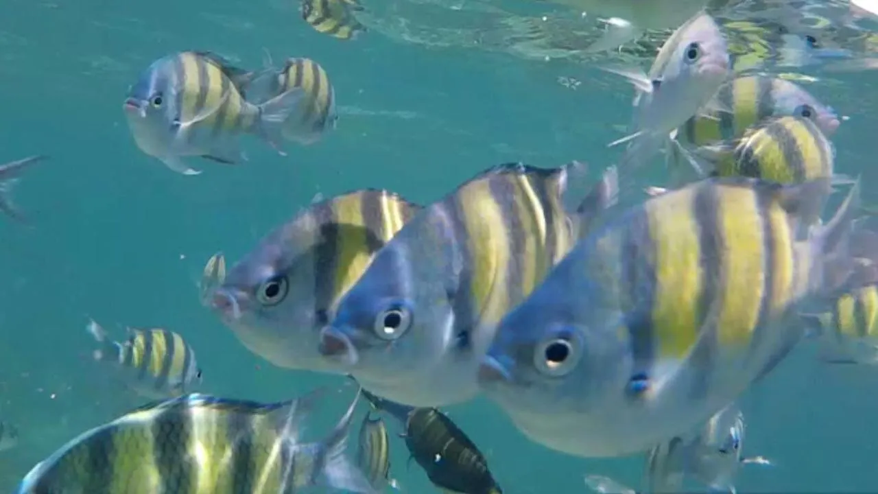 Snorkeling in The Reef Resort