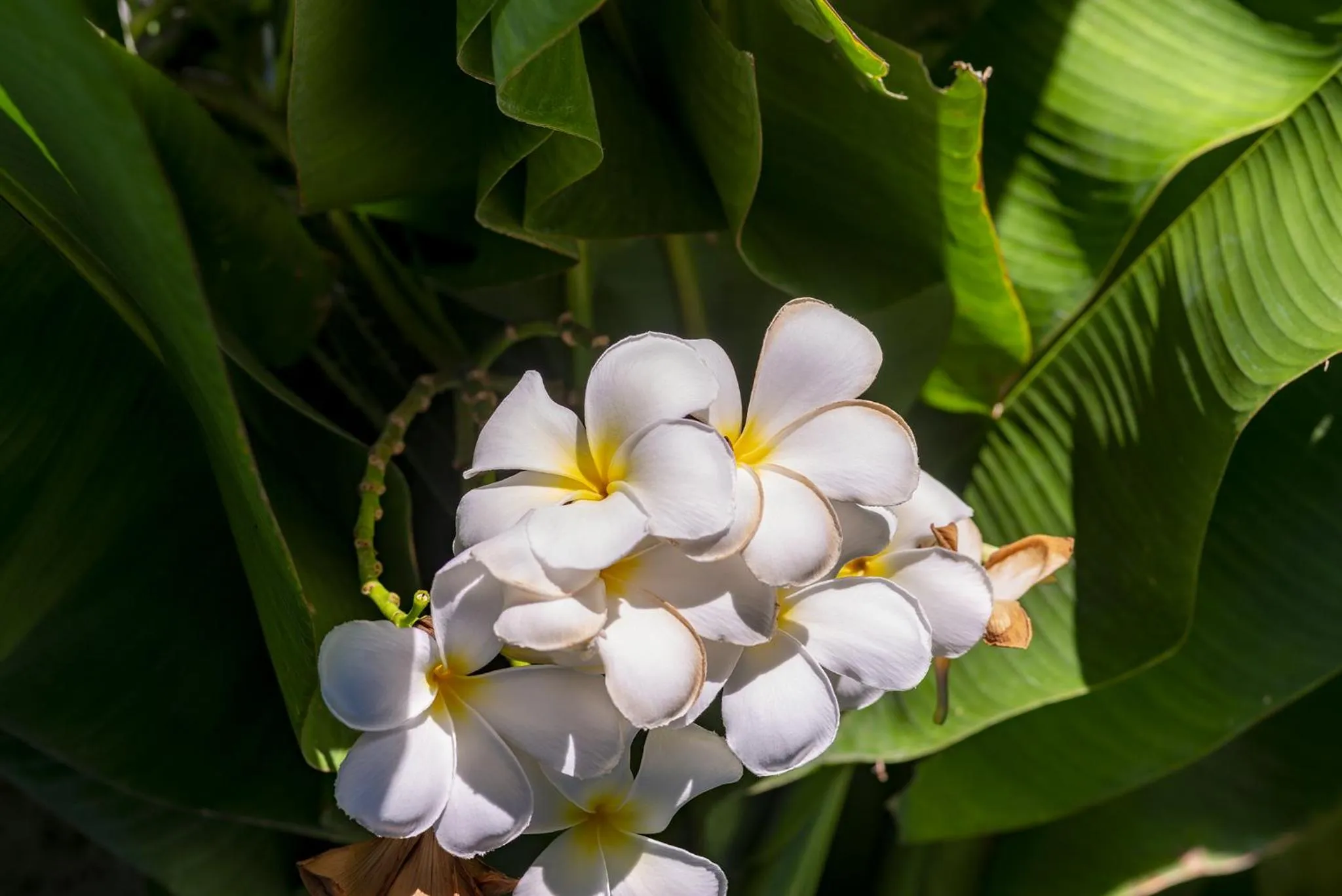 Garden in SHALA BOUTIQUE HOIAN