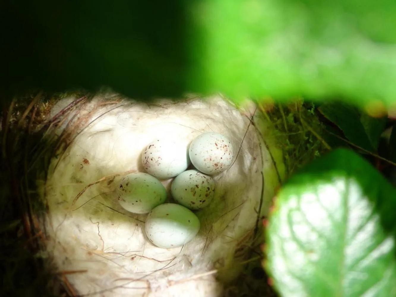 Garden in Maison Vérosia
