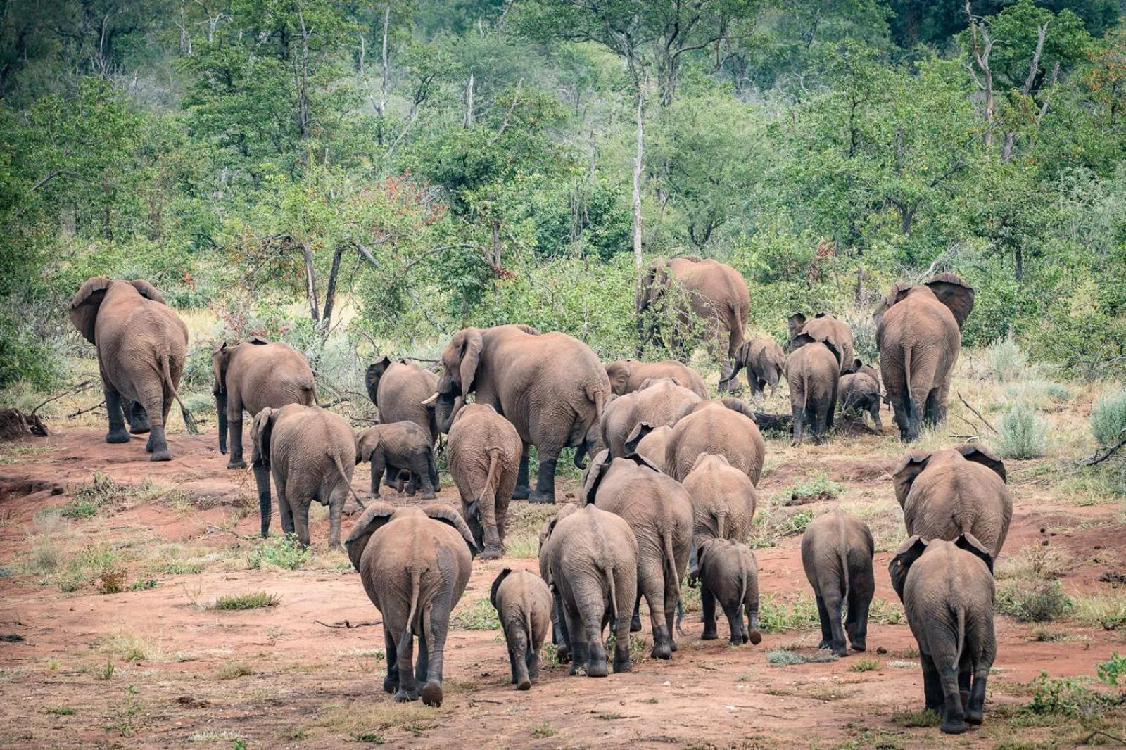 Activities in Safari Moon Luxury Bush Lodge