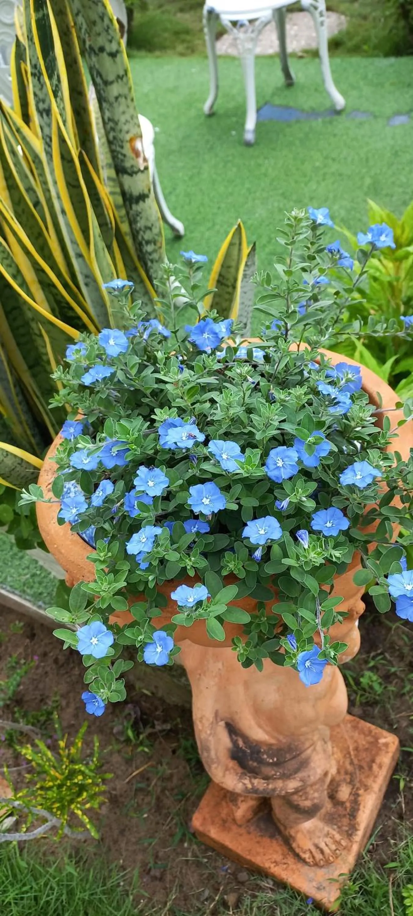 Garden in Garden House Côn Đảo