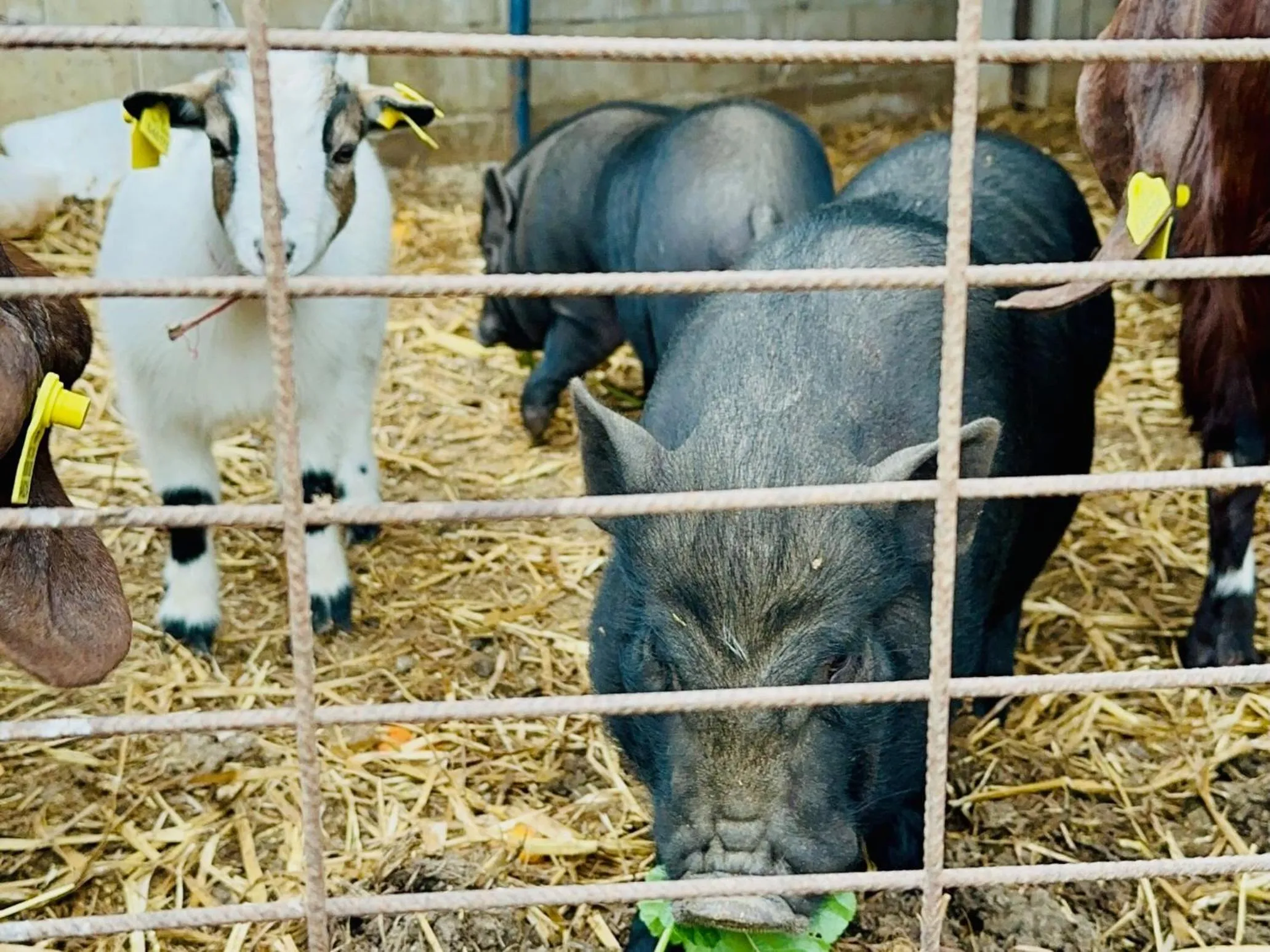 Area and facilities in Celebi Garden Hotel - Cittaslow Retreat