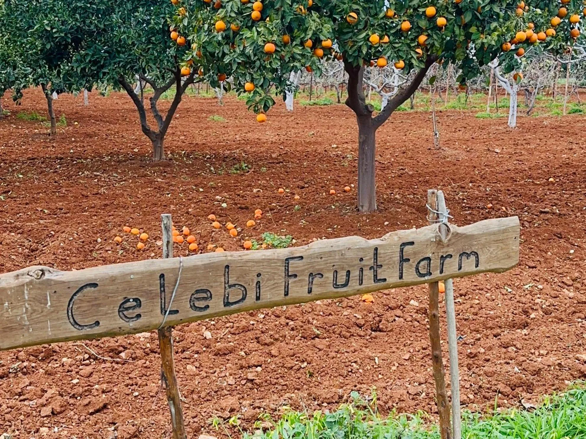 Area and facilities in Celebi Garden Hotel - Cittaslow Retreat