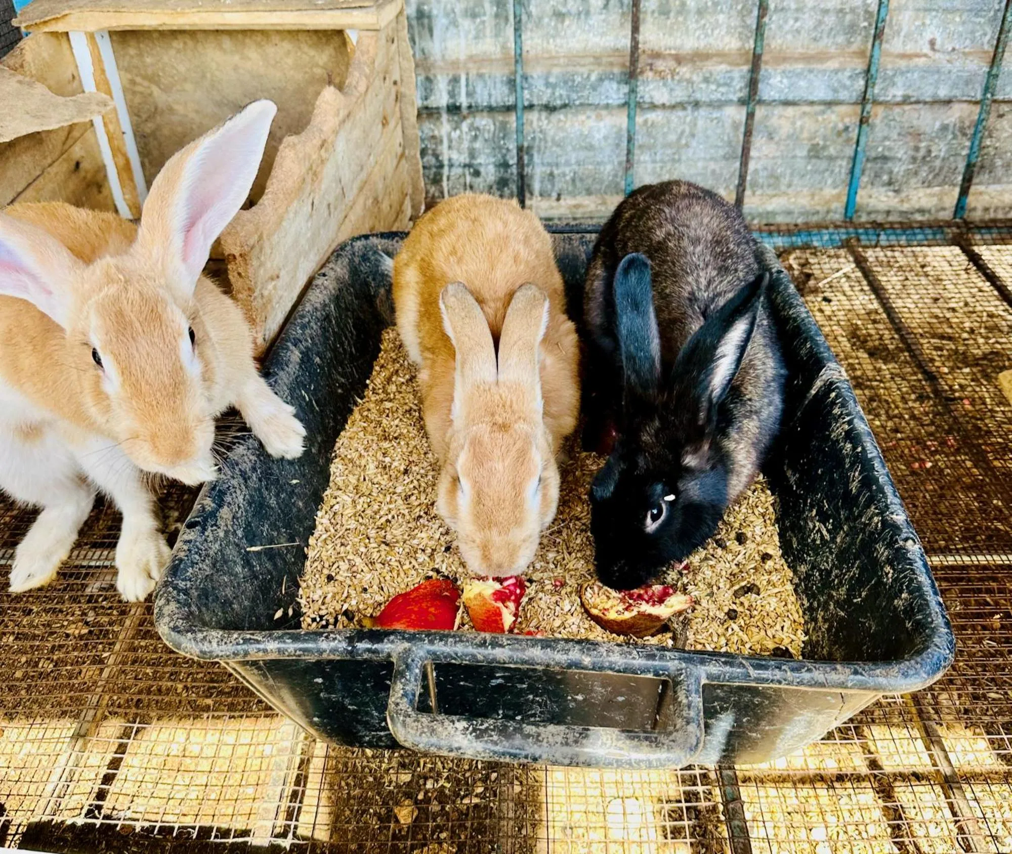 Property building in Celebi Garden Hotel - Cittaslow Retreat