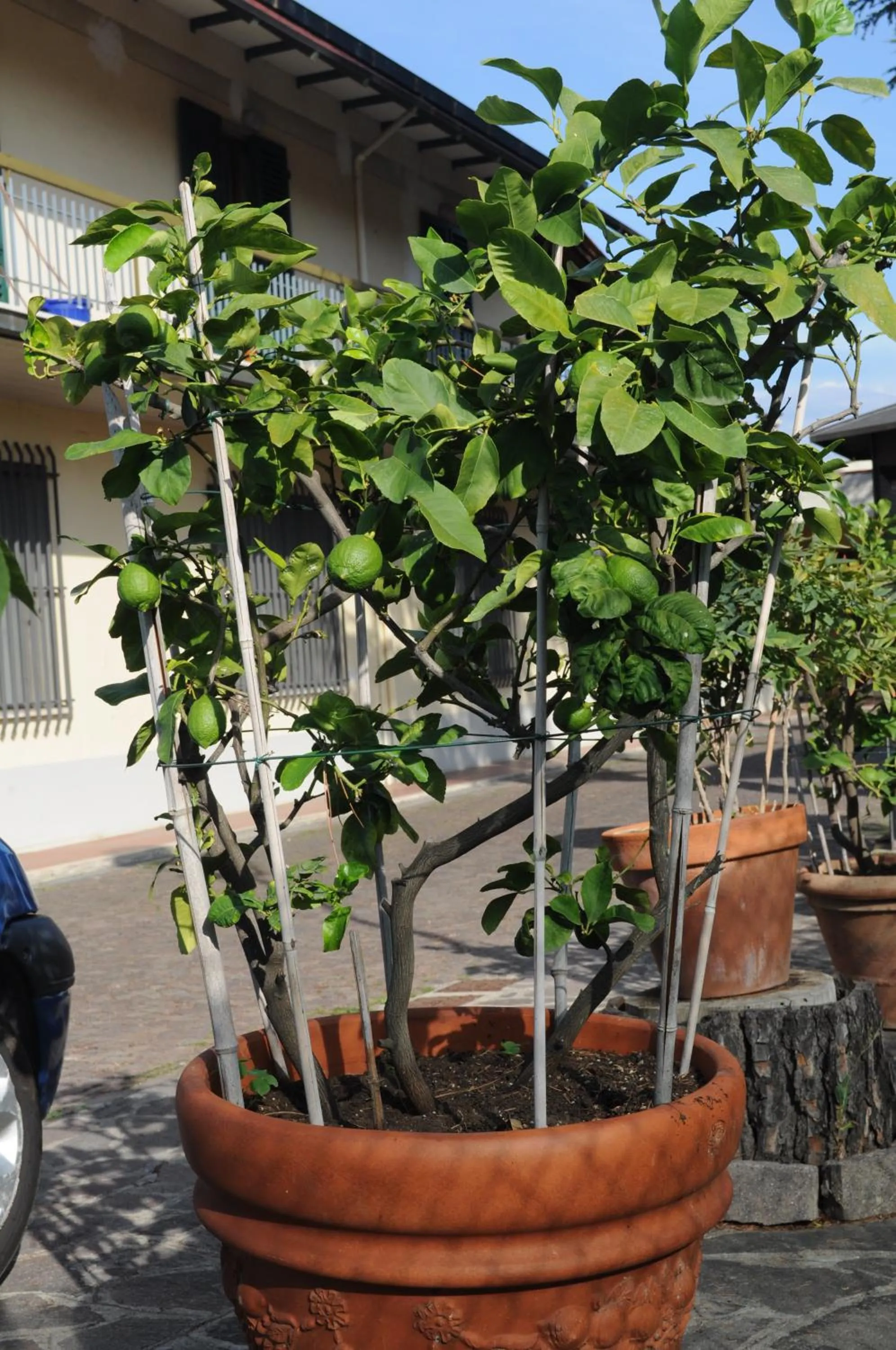 Garden in Marinetta Bed & Breakfast